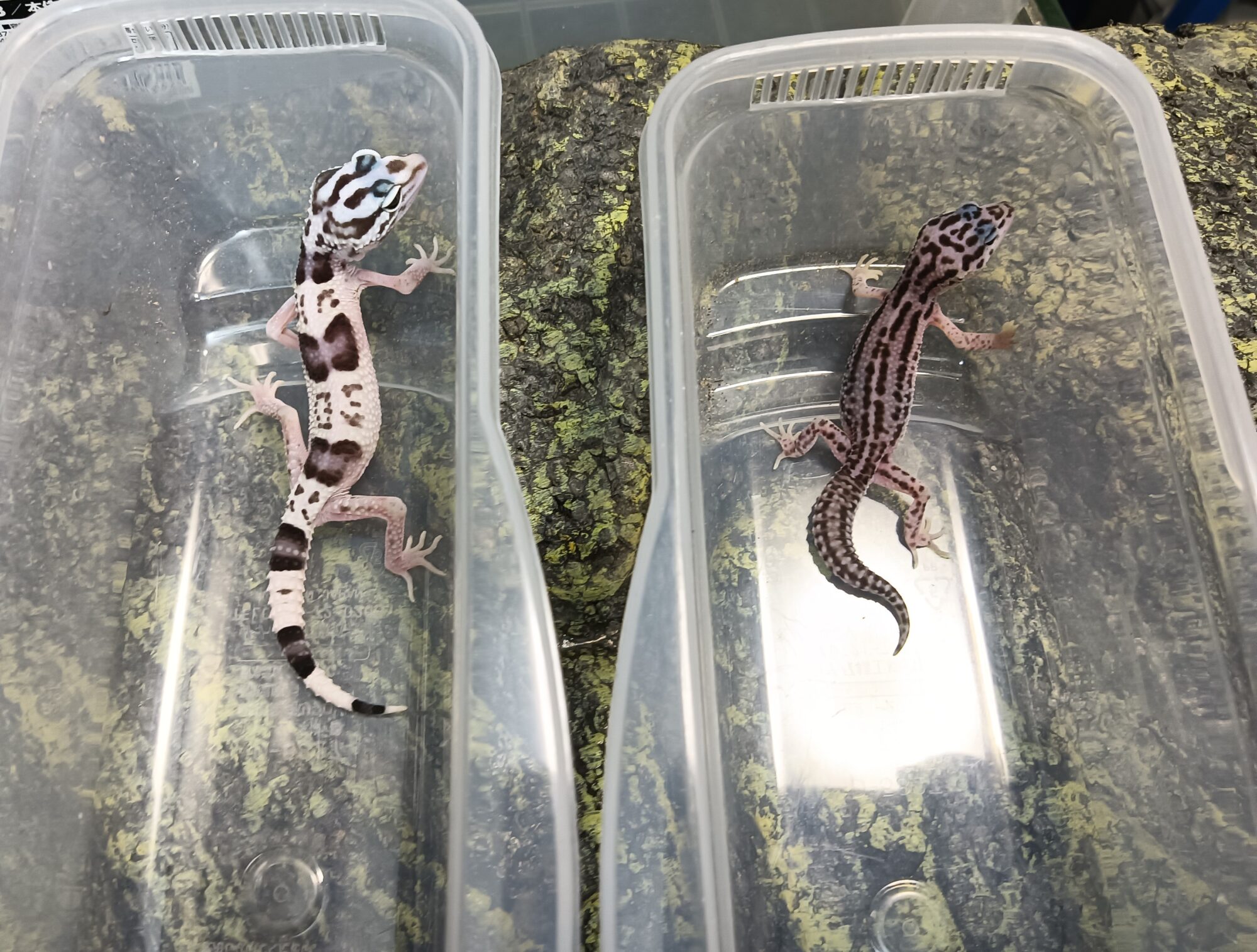 オバケトカゲモドキの赤ちゃん