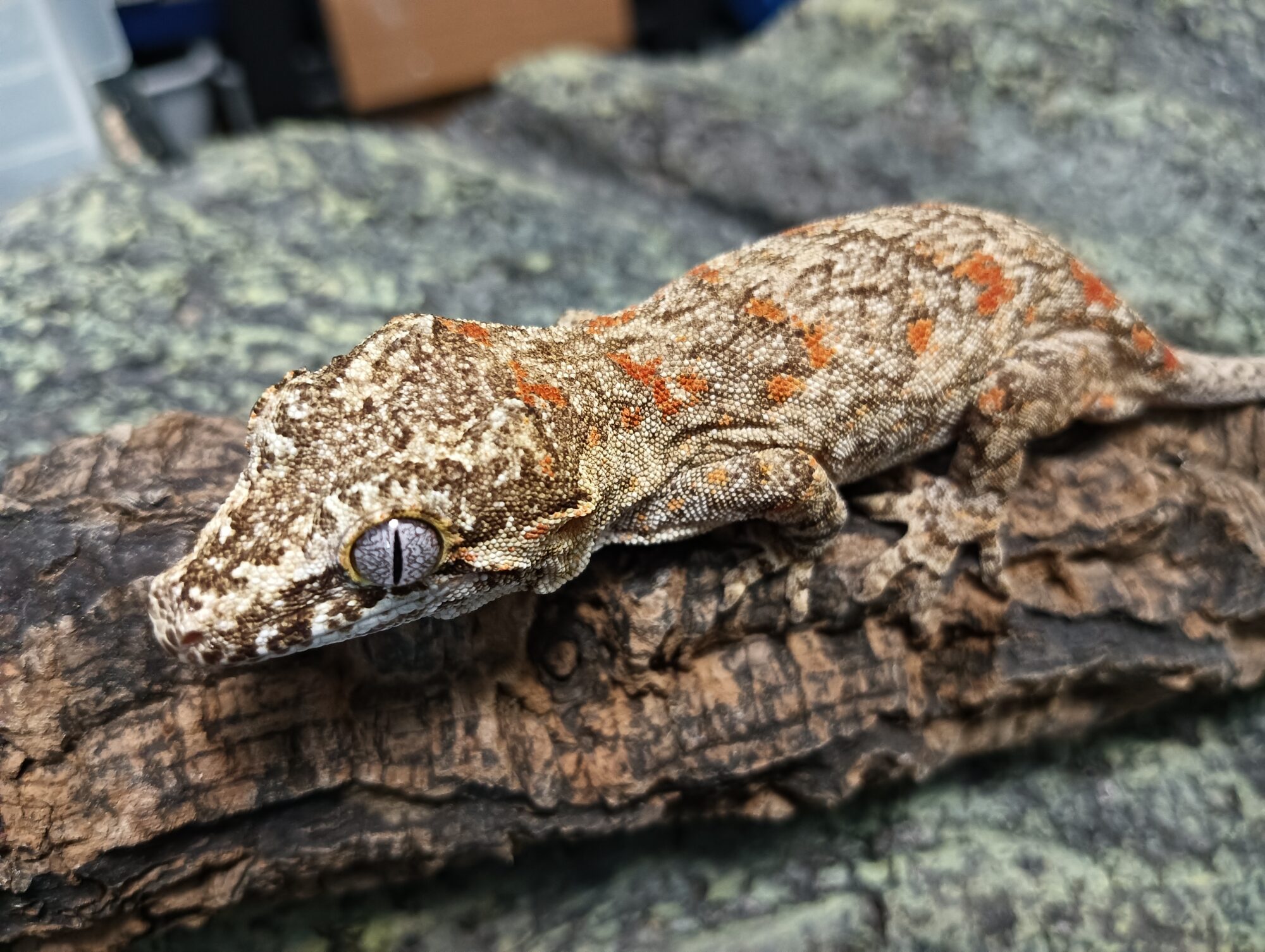 ボーナスセール開催中