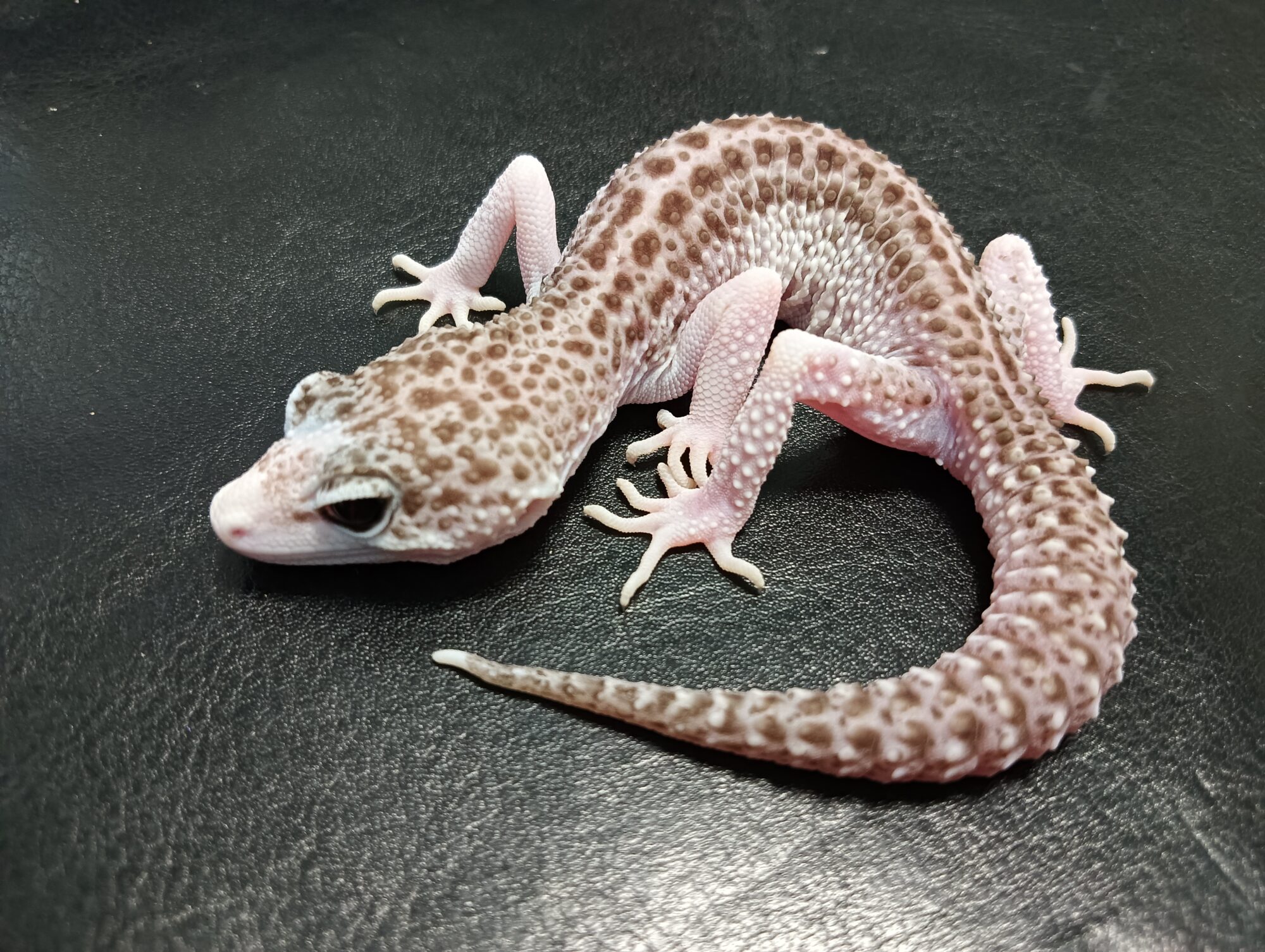 New Arrivals:Eublepharis macularius