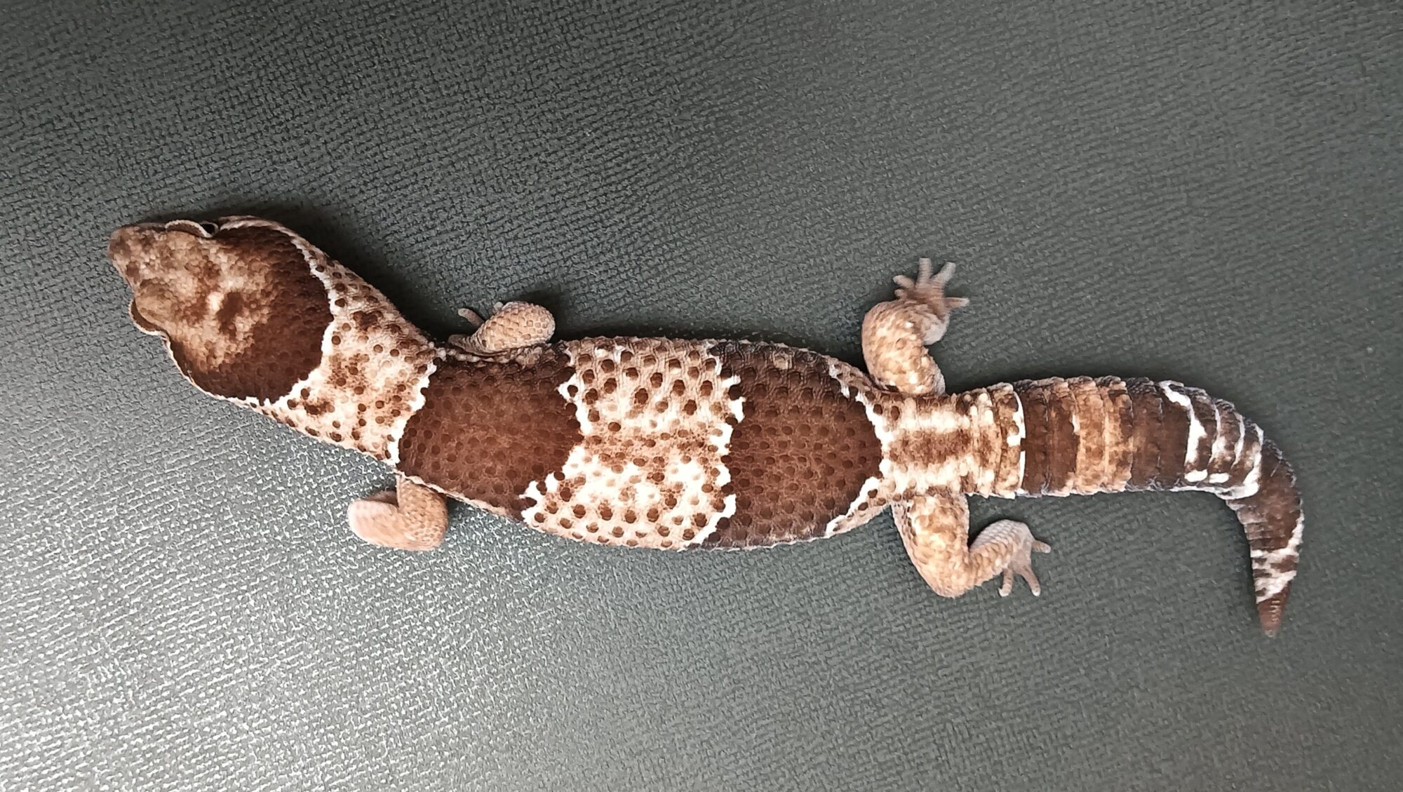 ニシアフ