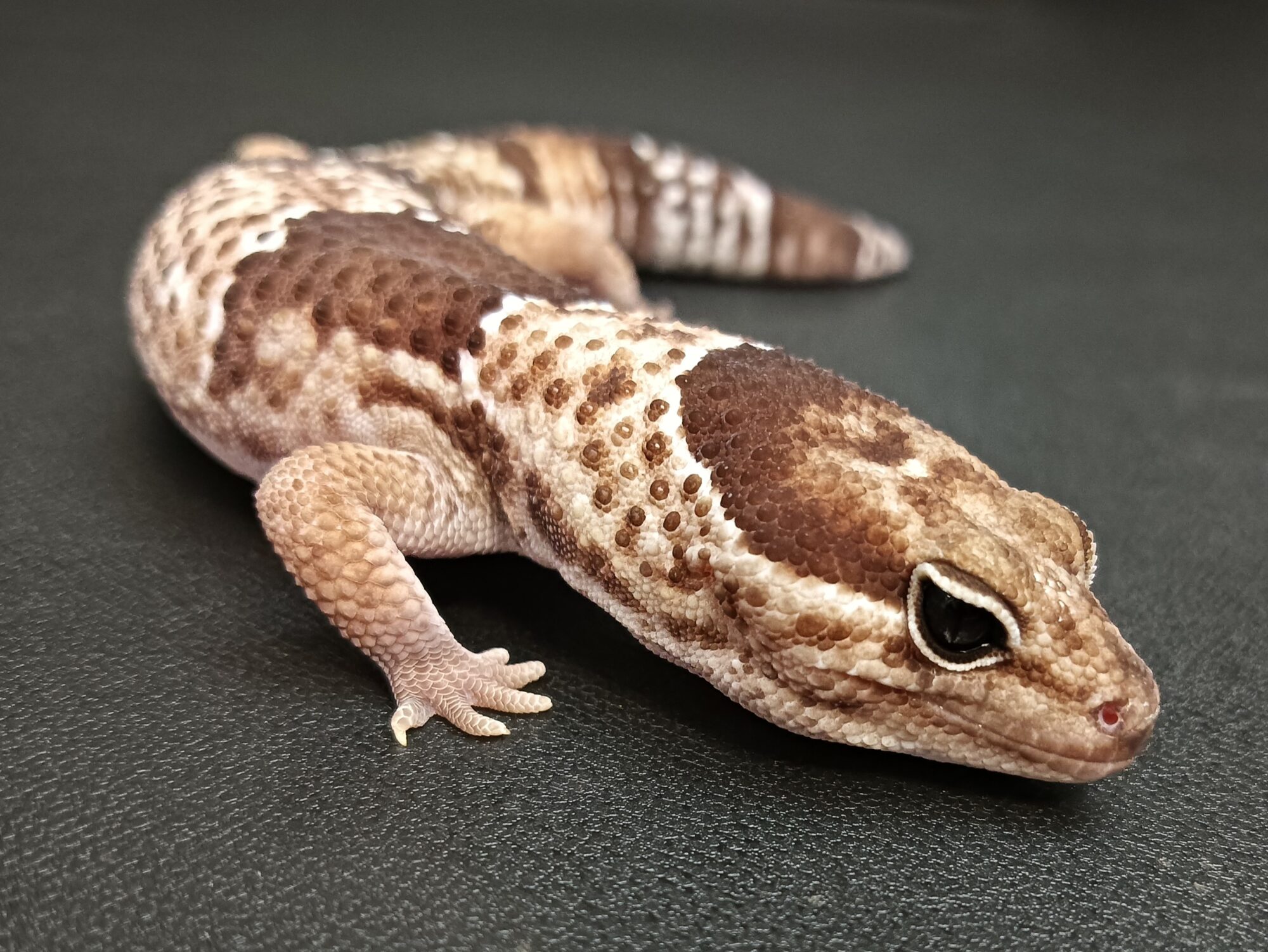 ニシアフ