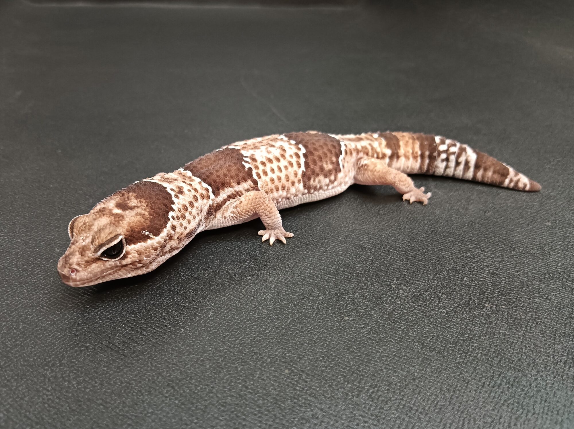 ニシアフ