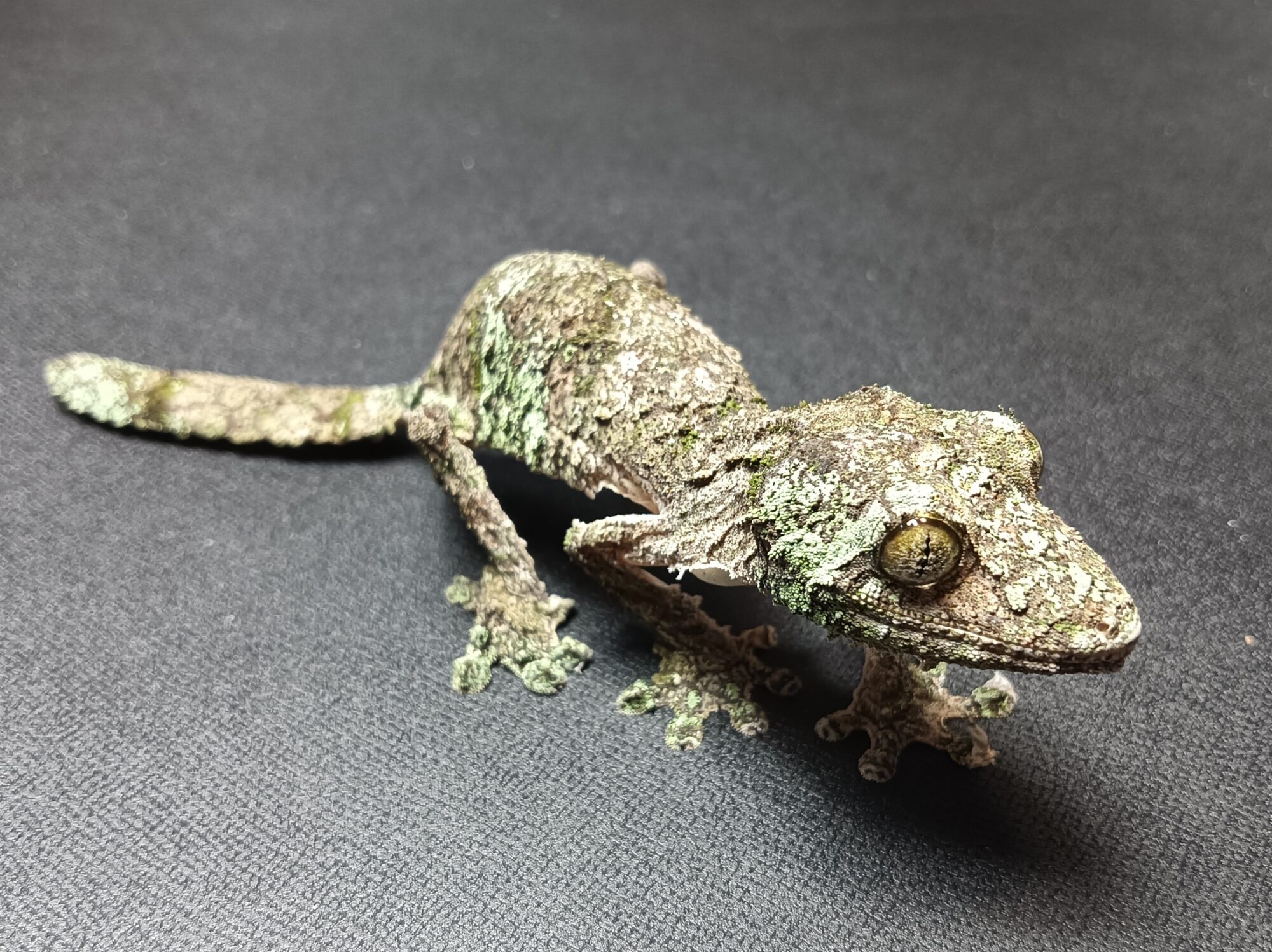 ヤマビタイヘラオヤモリ　US125