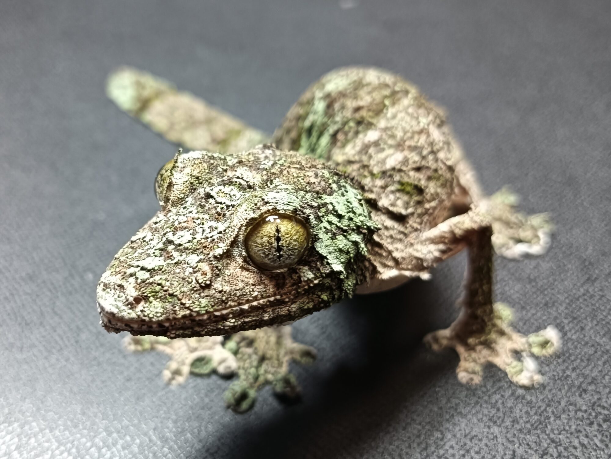 ヤマビタイヘラオヤモリ　販売