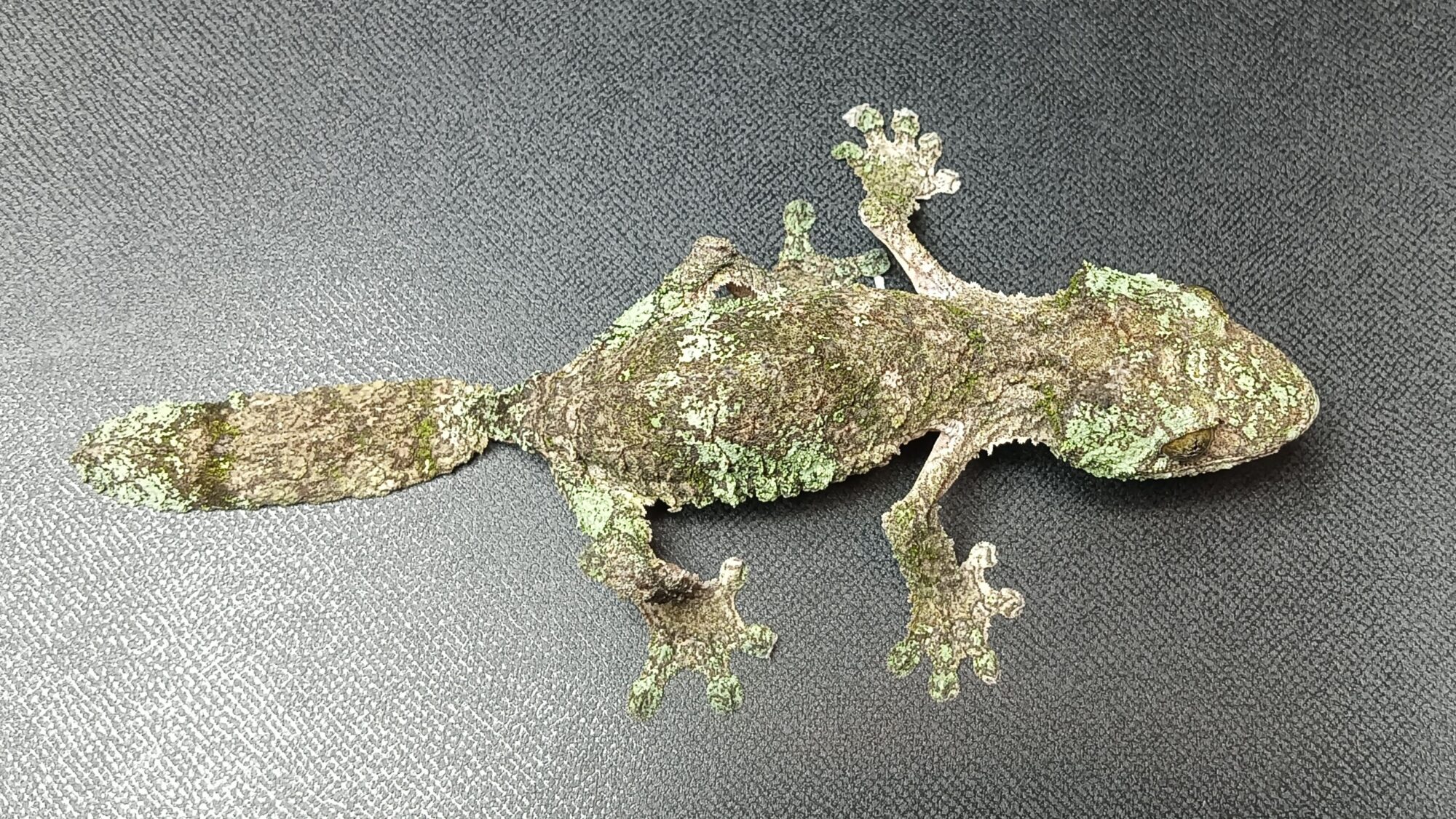 ヤマビタイヘラオヤモリ　販売