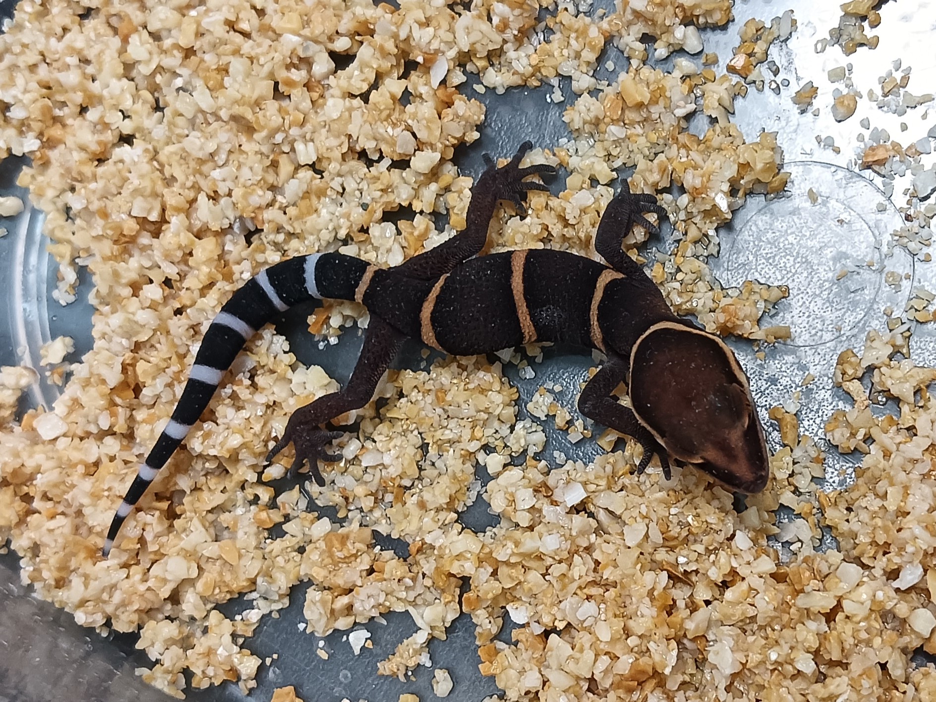 New Arrivals:Goniurosaurus bawanglingensis