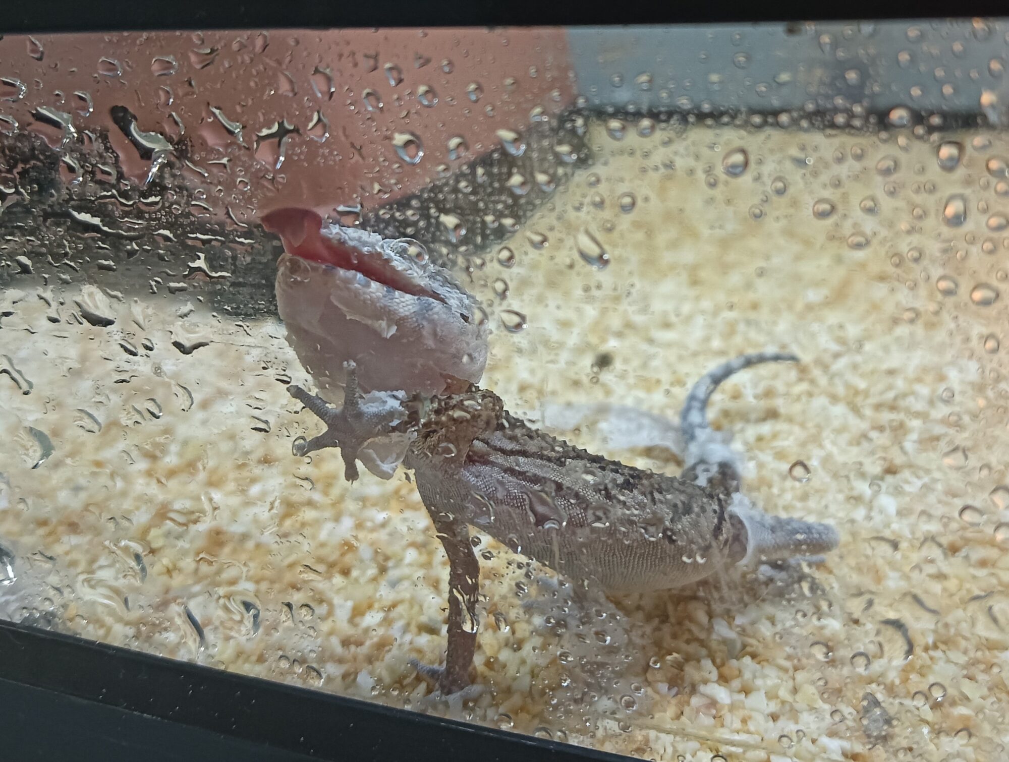 なごみごのみ『ぺろぺろ隊』