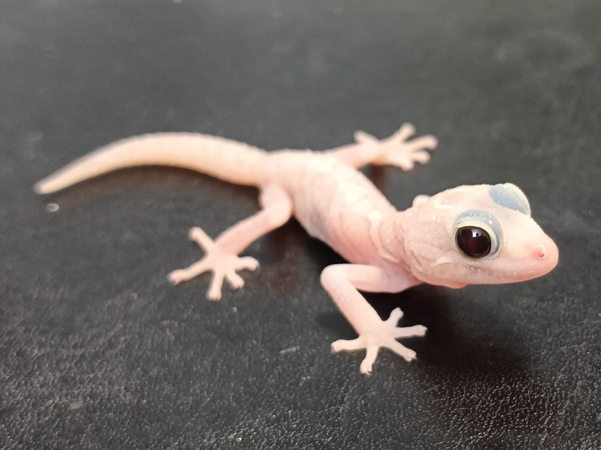 New Arrivals:Paroedura picta(ALTR・TAAL)