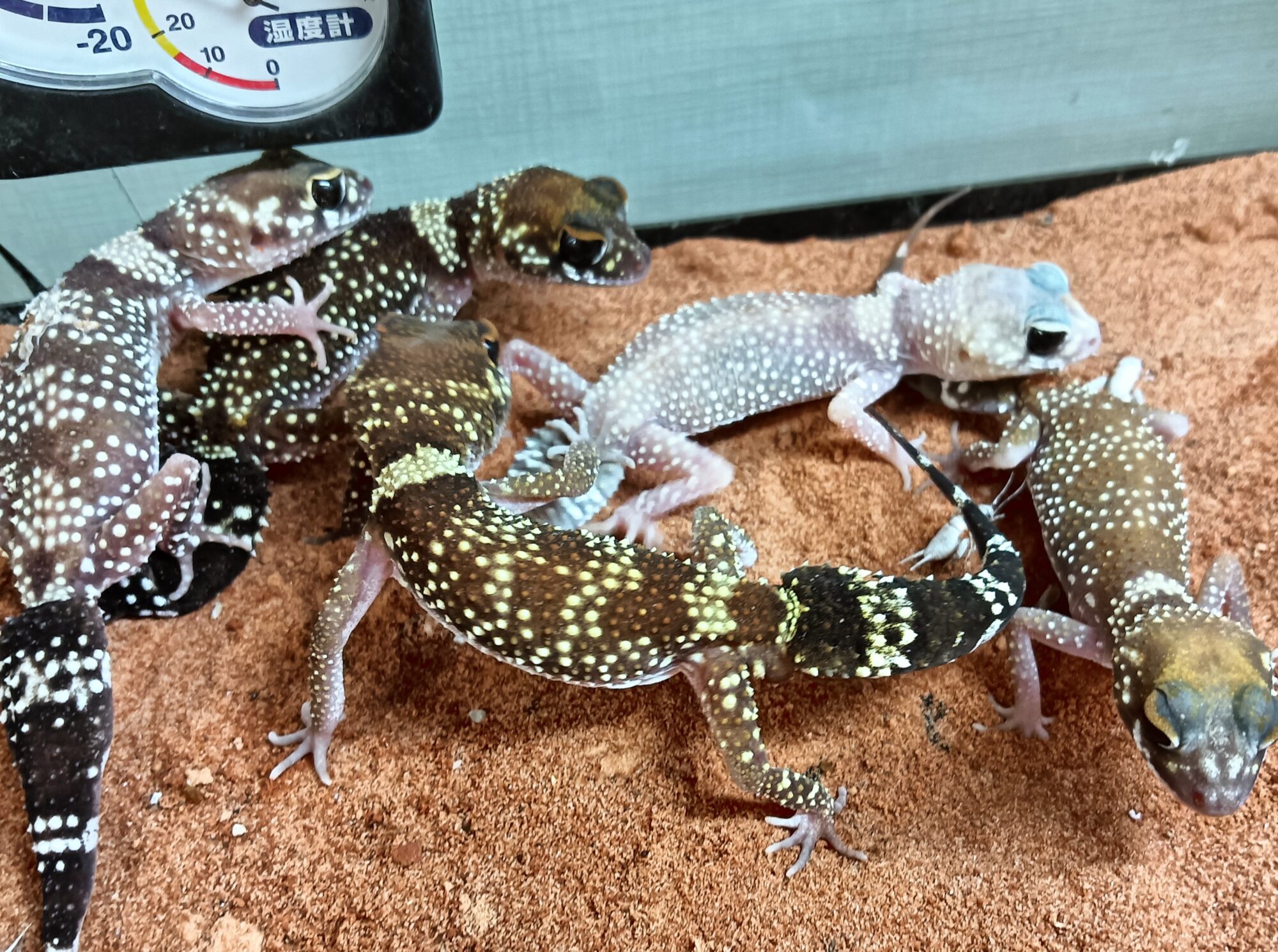 アンダーウッディサウルス・ミリー　販売