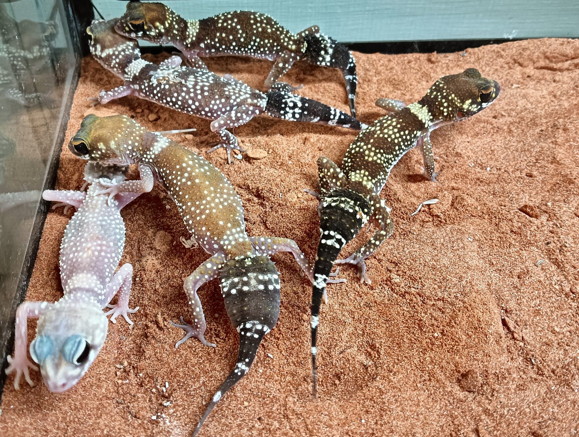 アンダーウッディサウルス・ミリー　販売