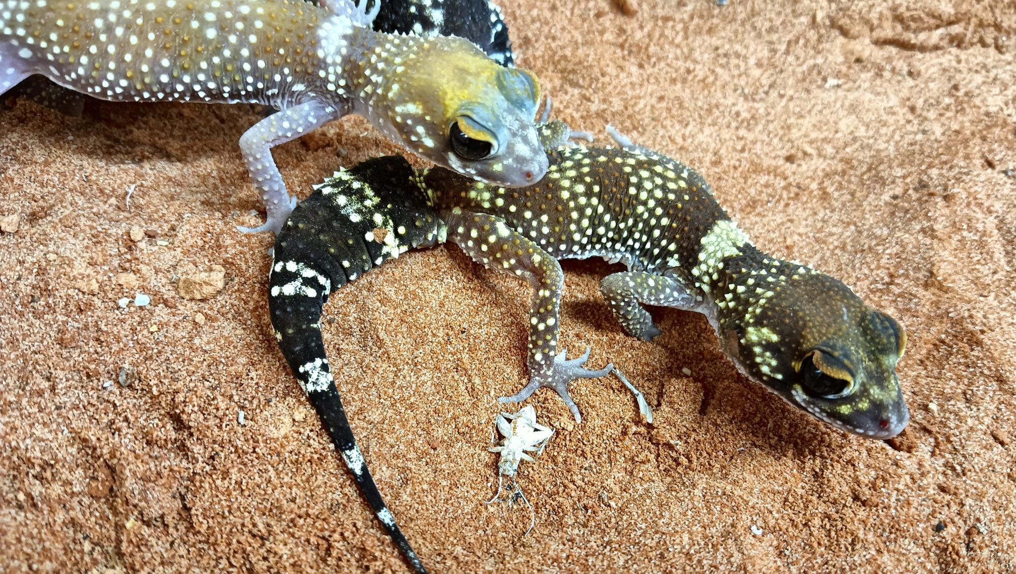 アンダーウッディサウルス・ミリー　販売