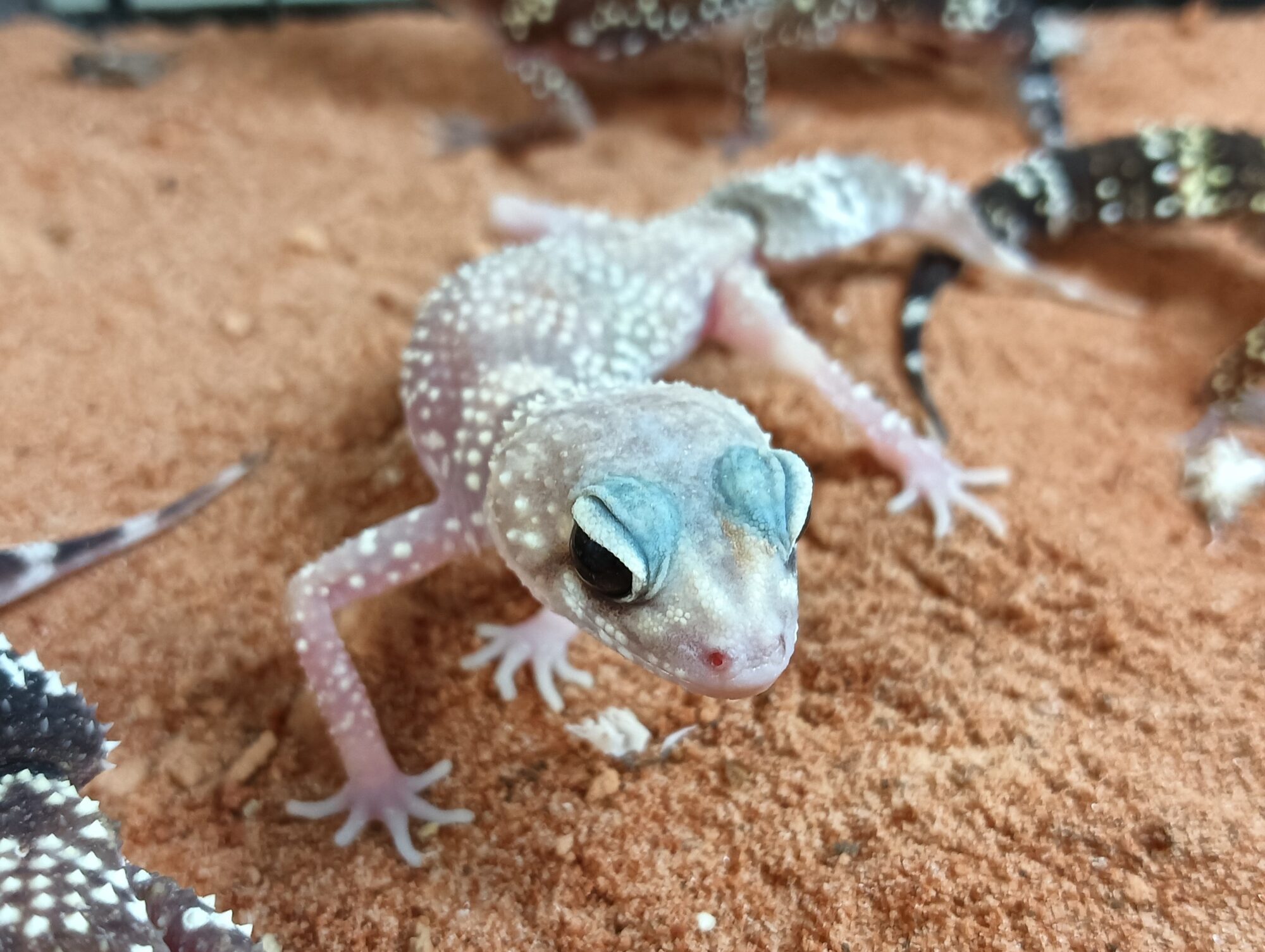 アンダーウッディサウルス・ミリー　販売