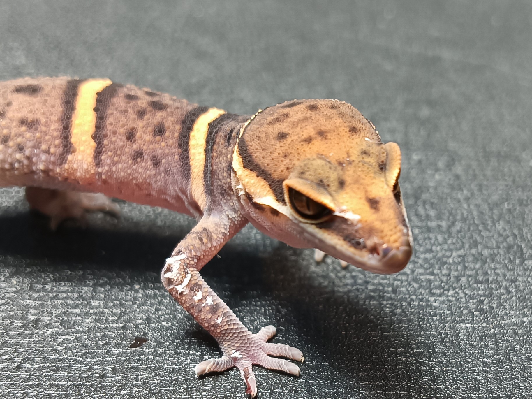 バワンリントカゲモドキ　BA125