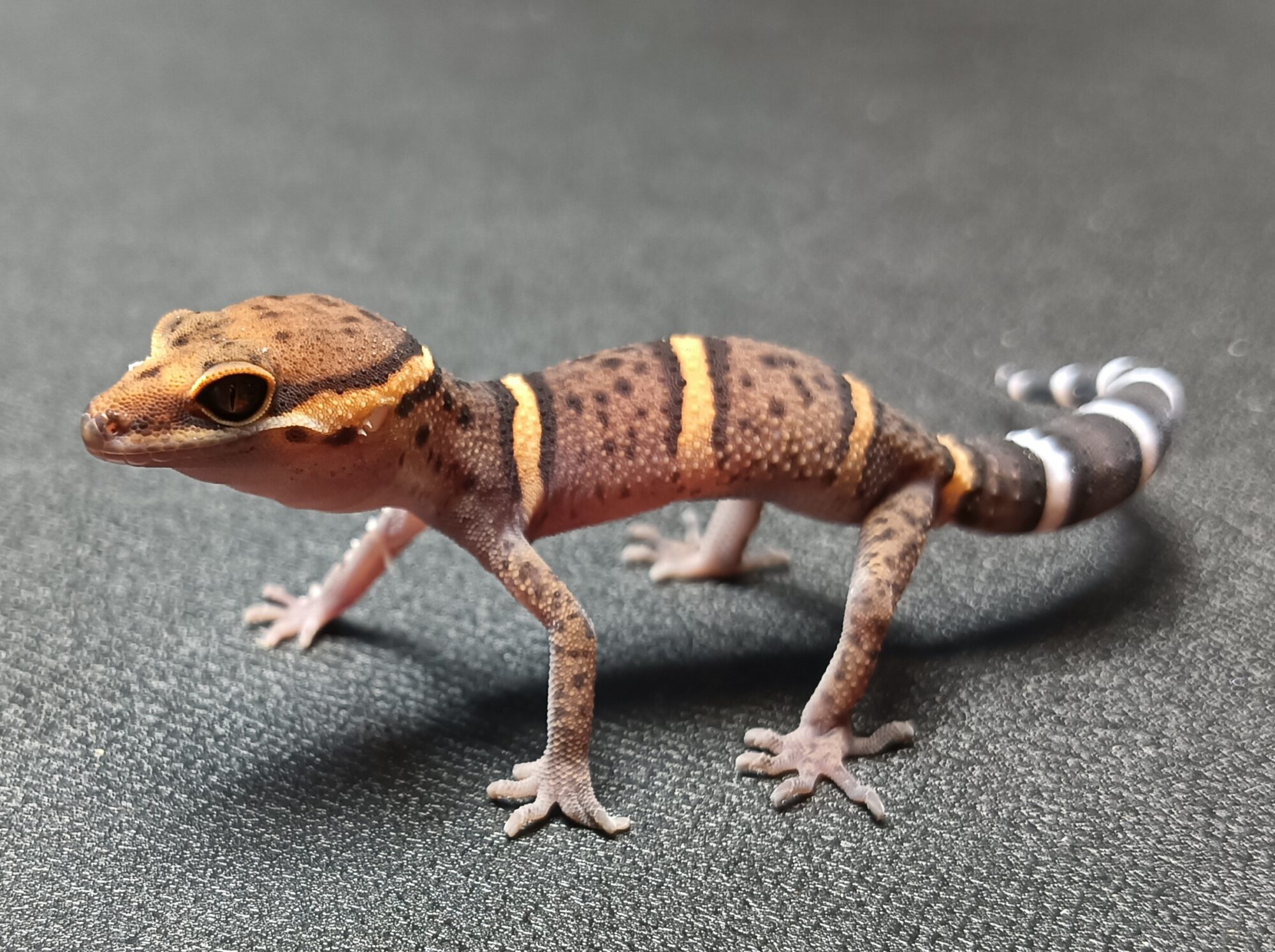 バワンリントカゲモド　販売