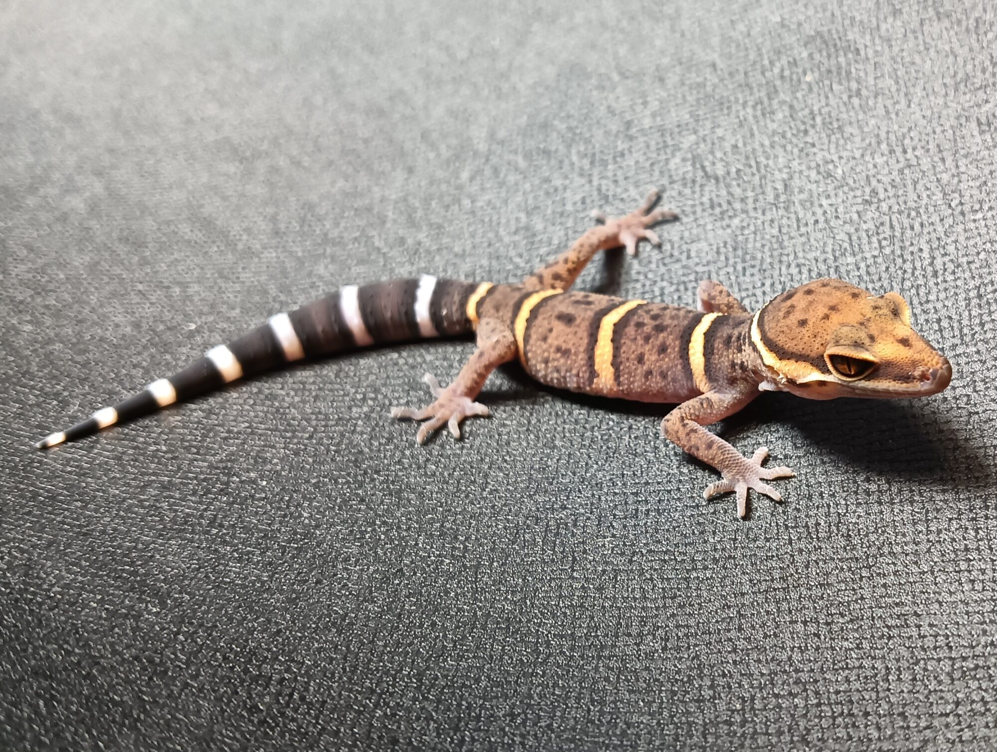 バワンリントカゲモド　販売