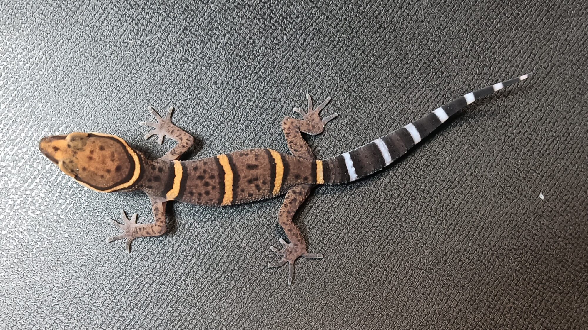 バワンリントカゲモド　販売