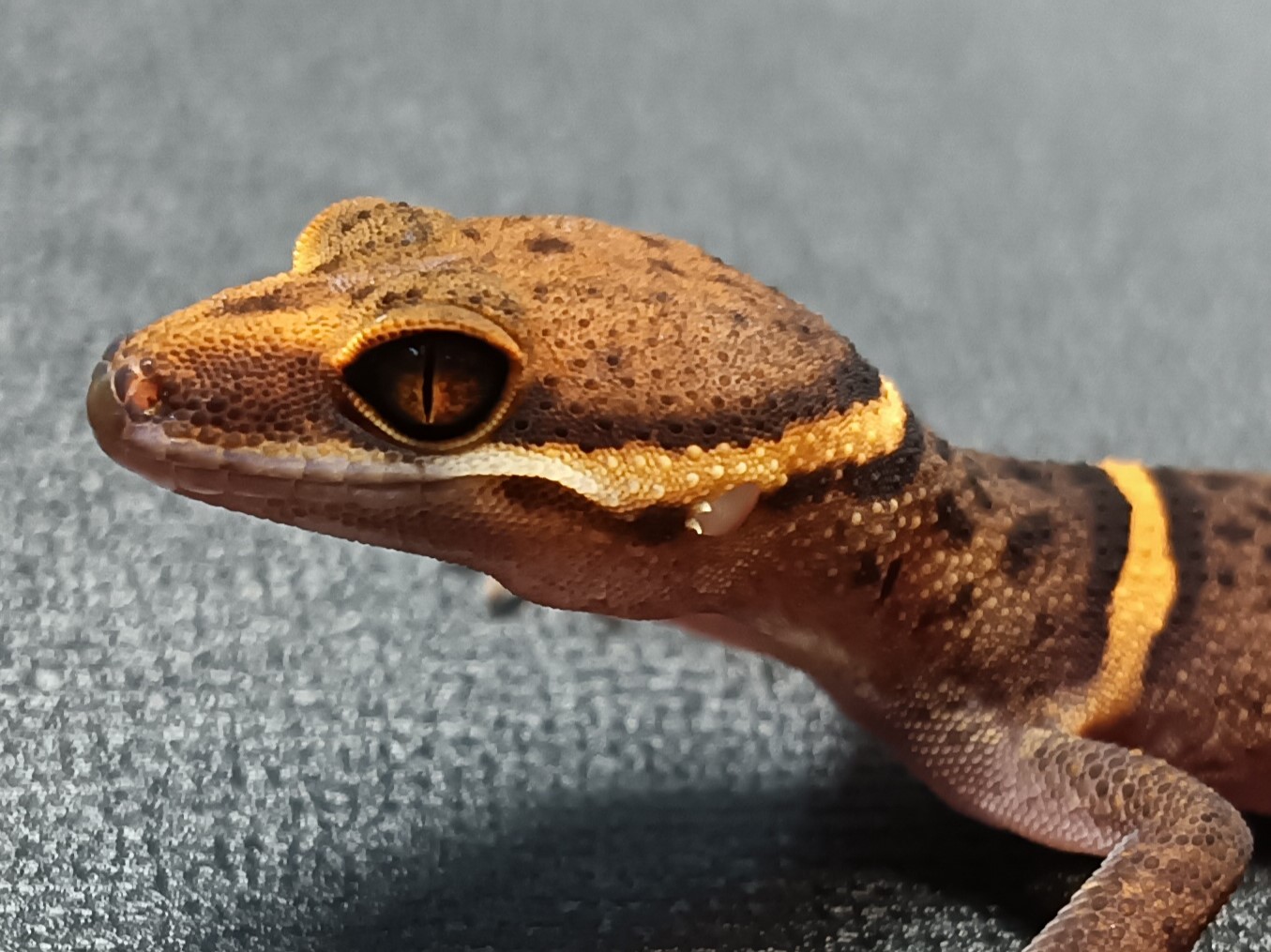 バワンリントカゲモドキ　BA225