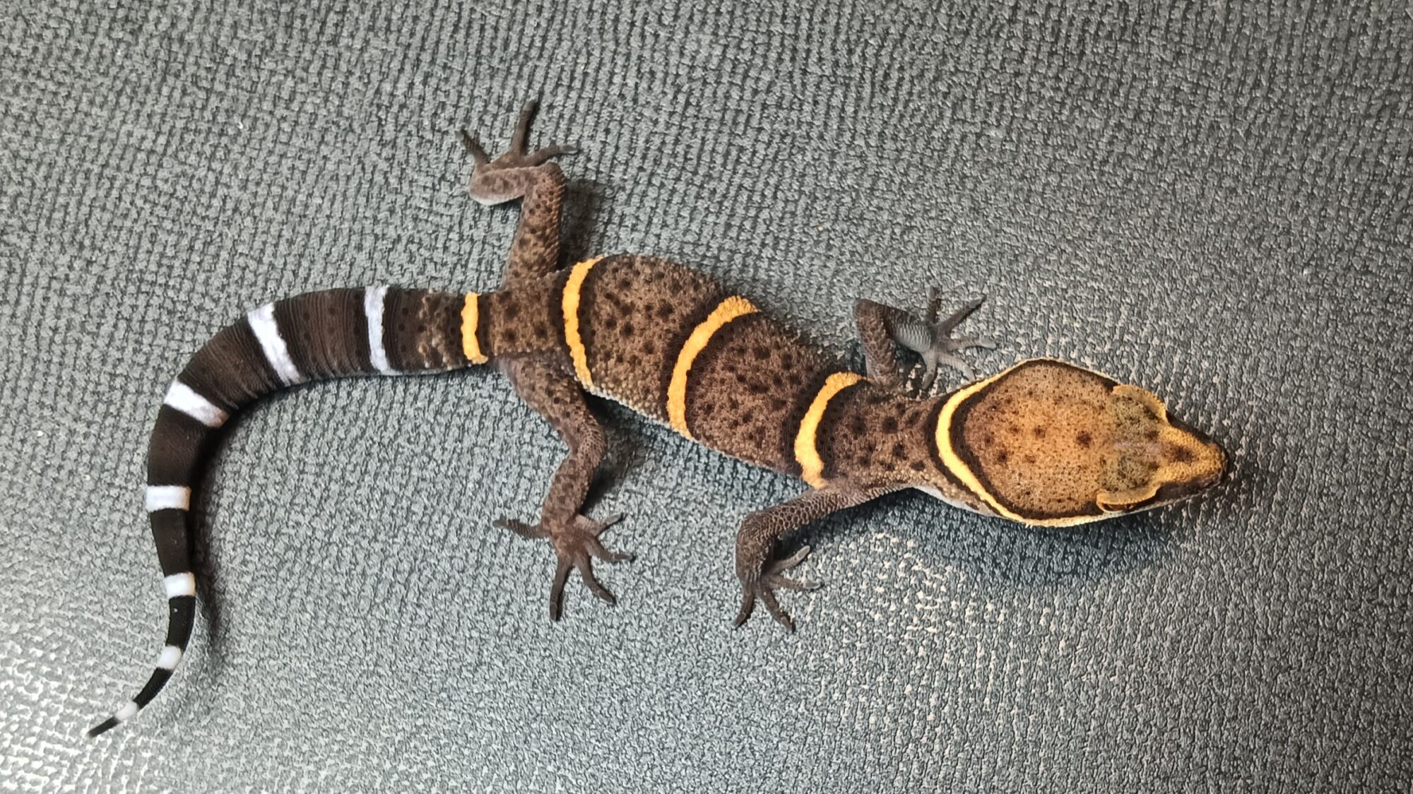 バワンリントカゲモドキ　販売