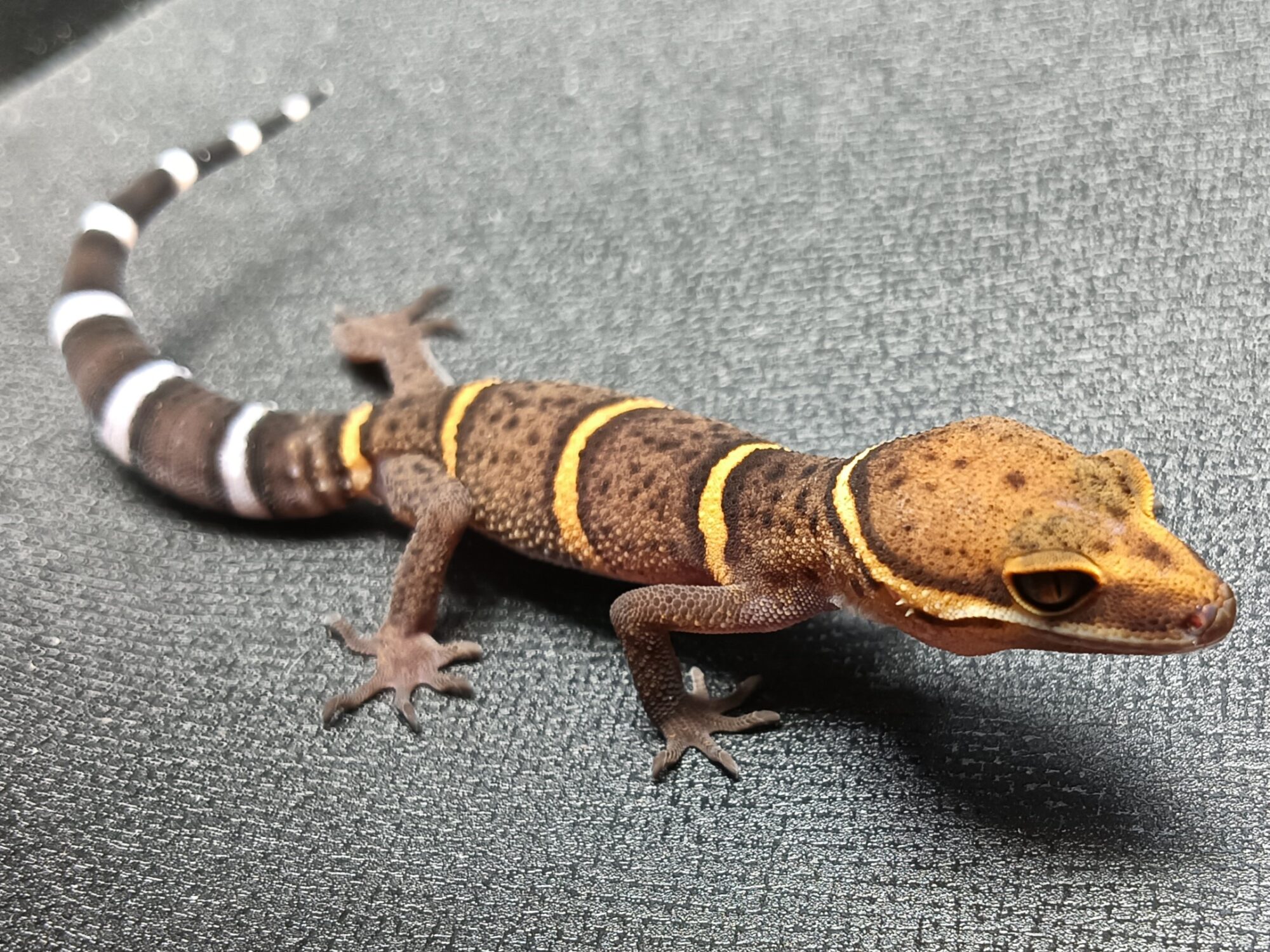 バワンリントカゲモドキ　販売