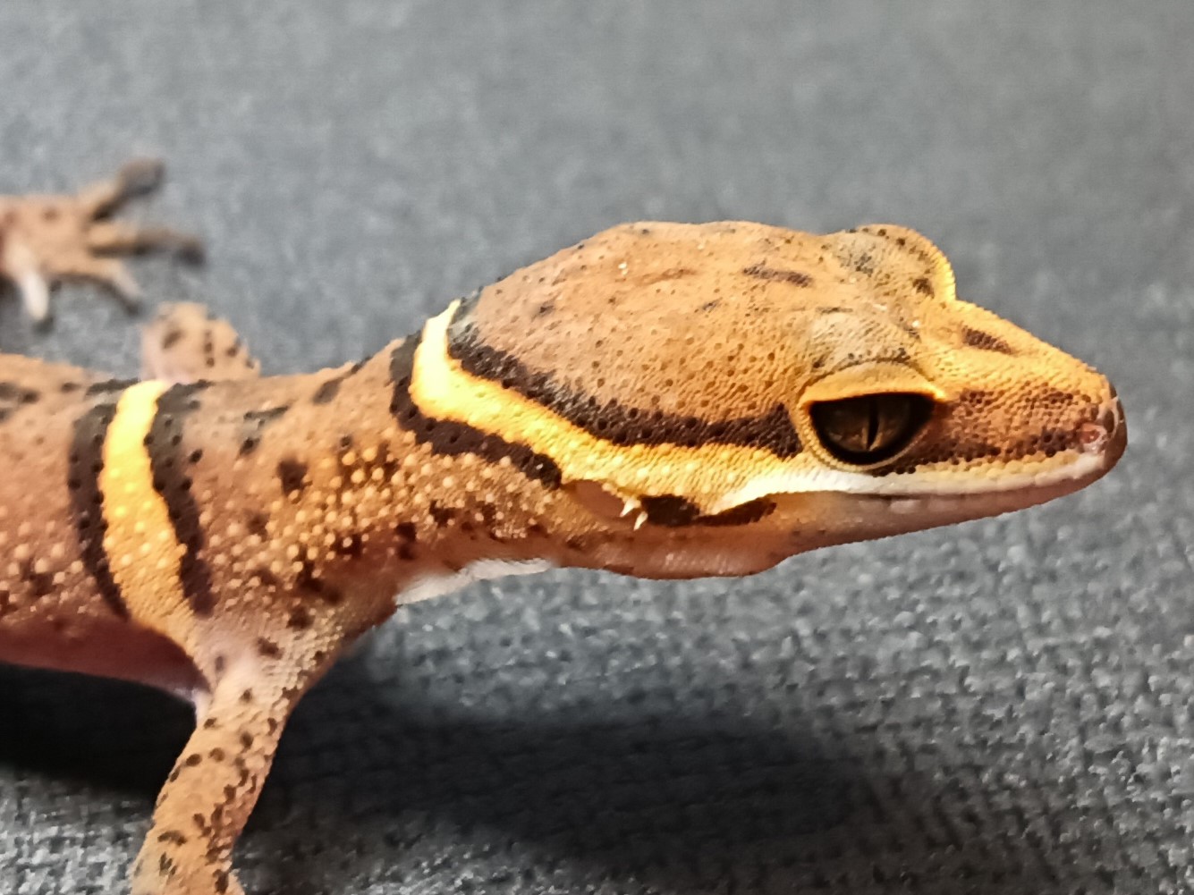 バワンリントカゲモドキ　BA325