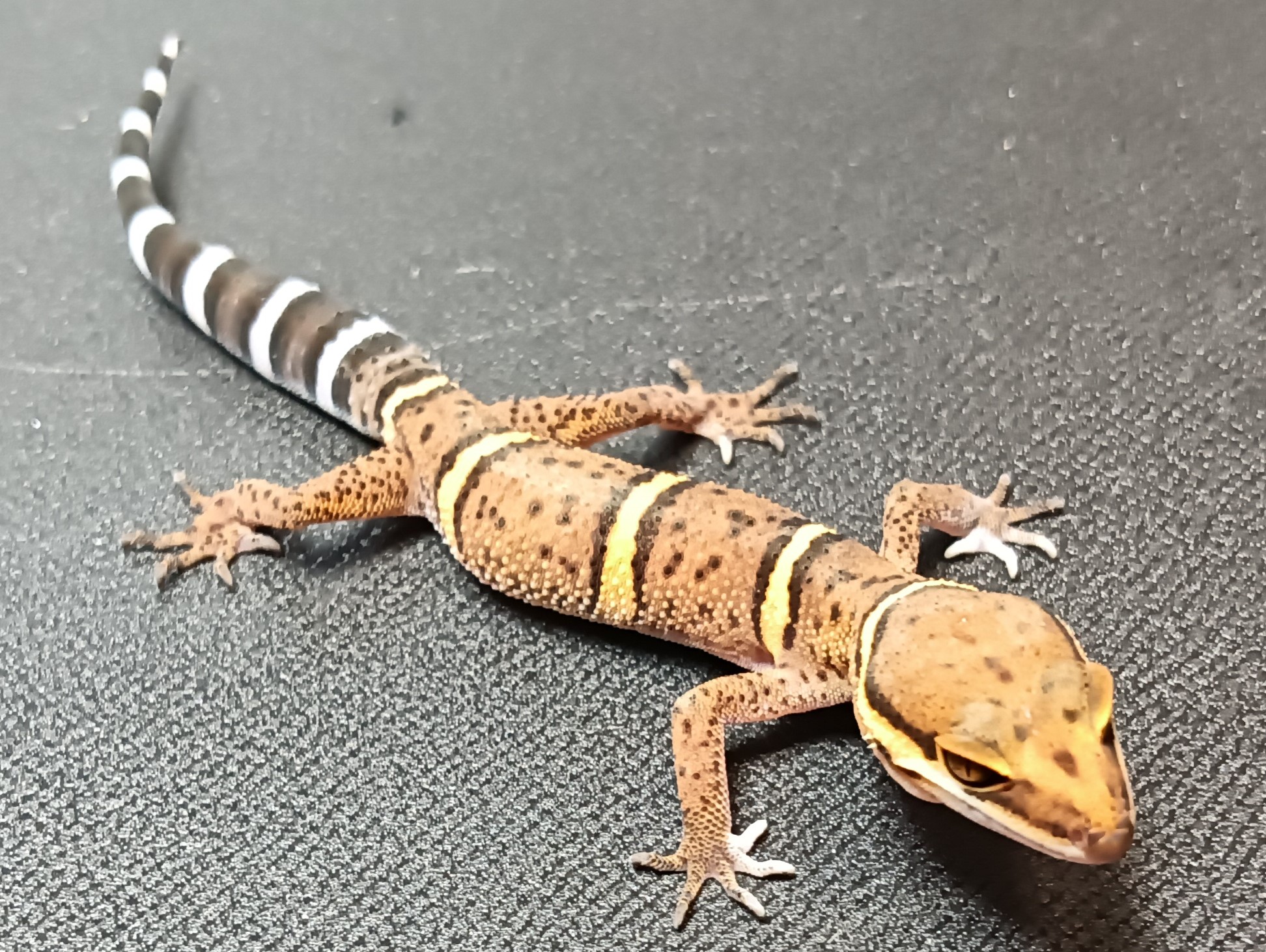 バワンリントカゲモドキ　販売