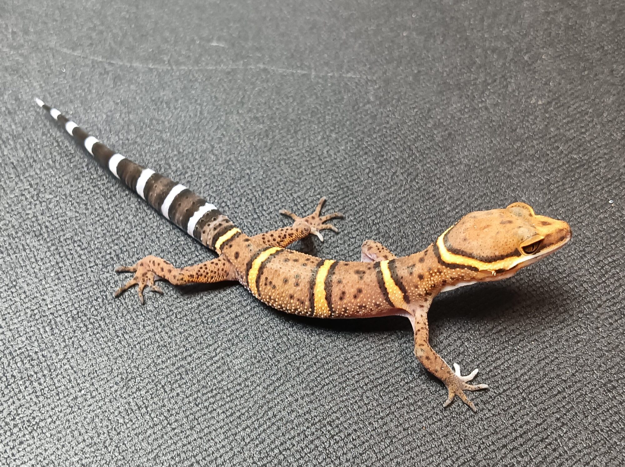 バワンリントカゲモドキ　販売