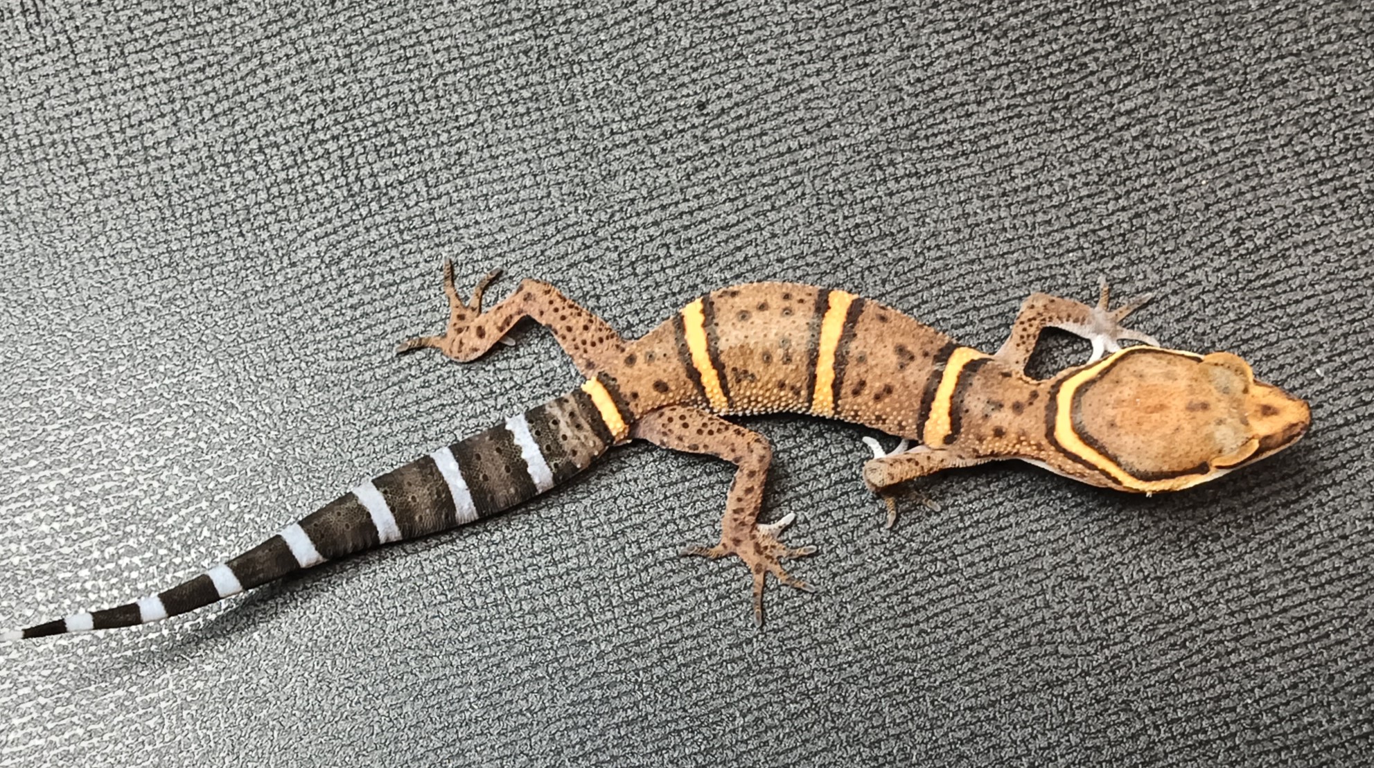 バワンリントカゲモドキ　販売