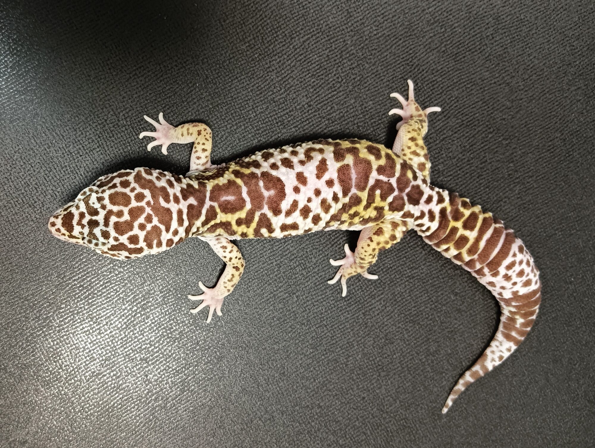 ダイオウトカゲモドキ　販売