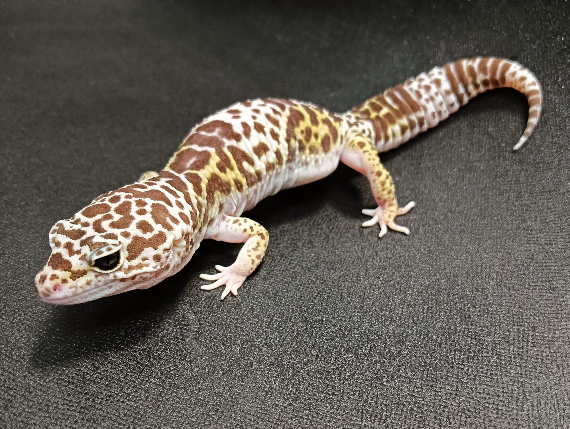 ダイオウトカゲモドキ　販売