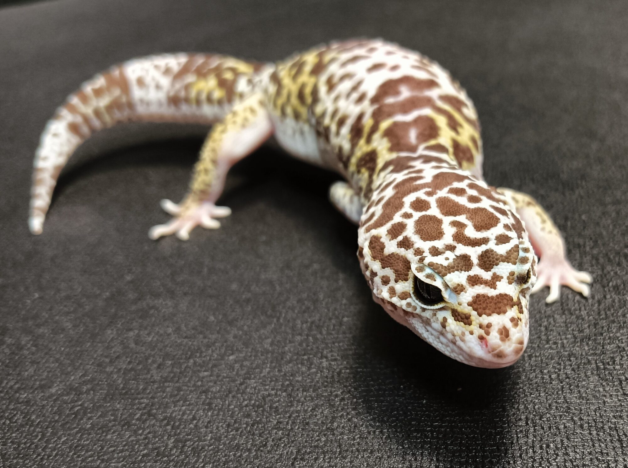 ダイオウトカゲモドキ　販売