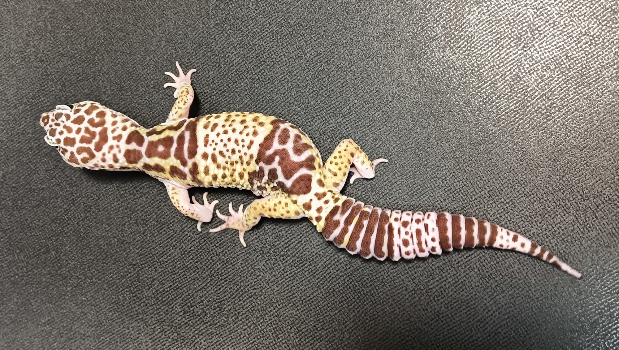 ダイオウトカゲモドキ　販売