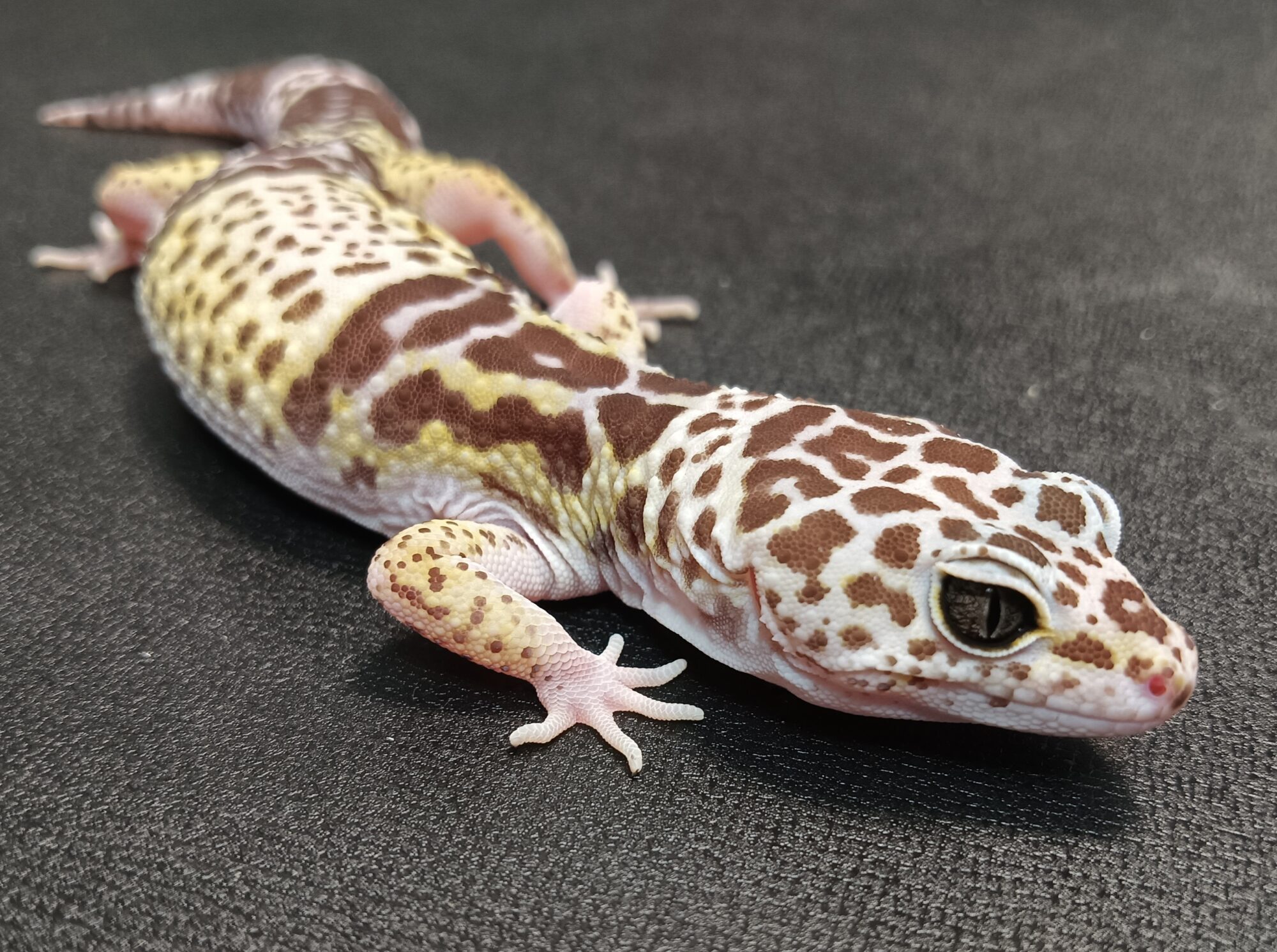 ダイオウトカゲモドキ　販売