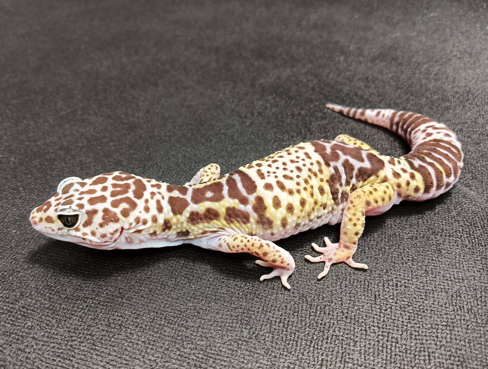 ダイオウトカゲモドキ　販売