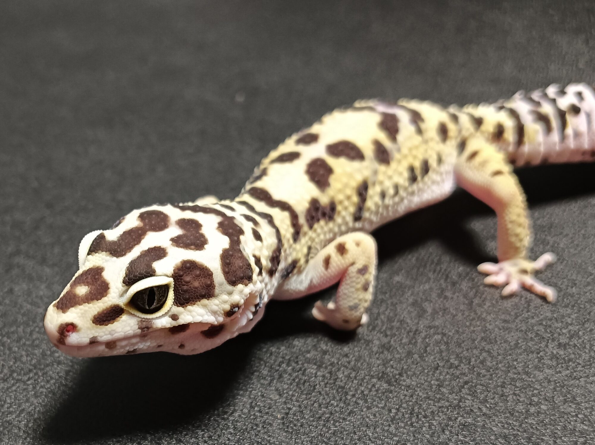 ヒョウモントカゲモドキ　販売