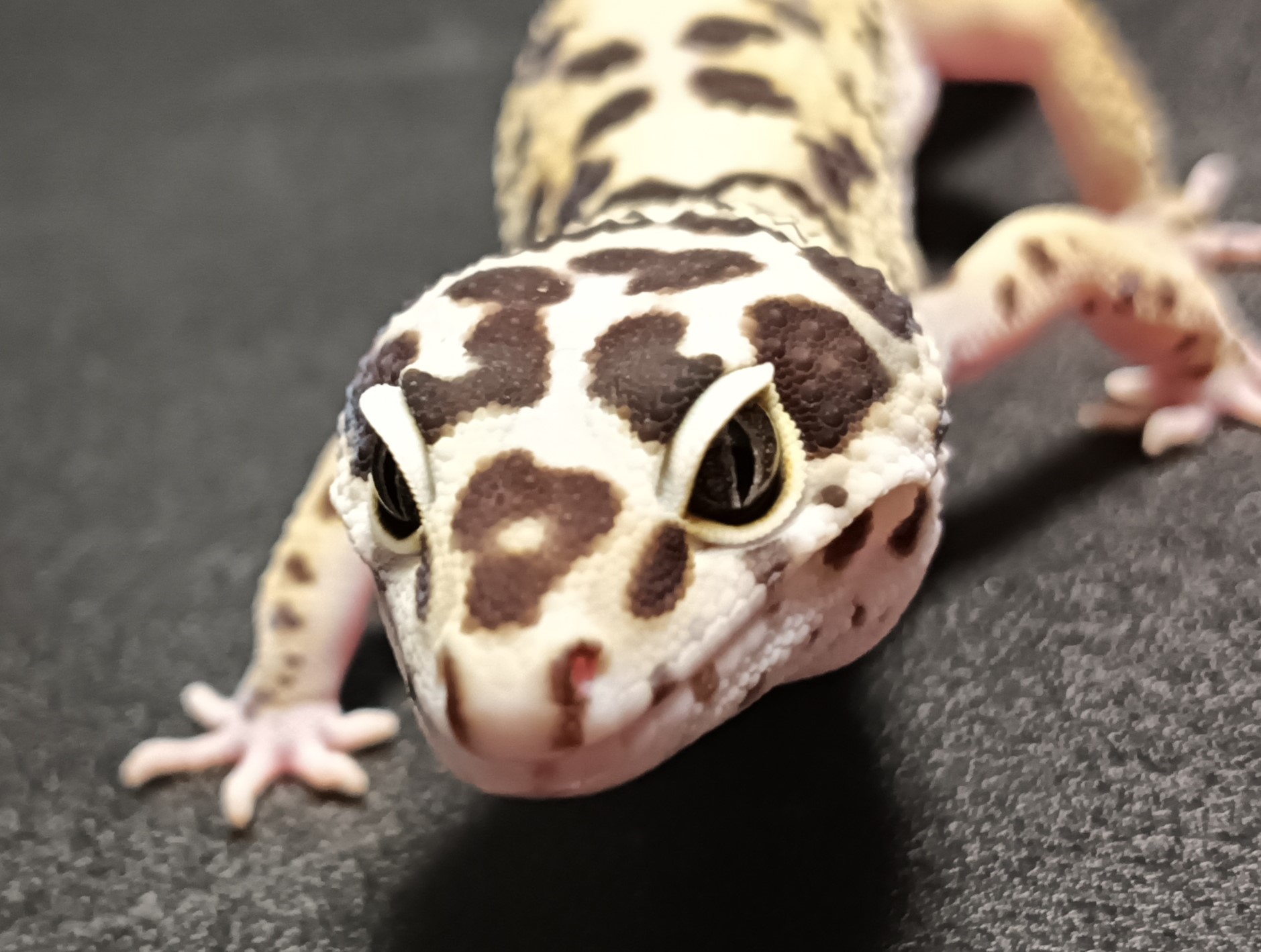 ヒョウモントカゲモドキ　HT2425