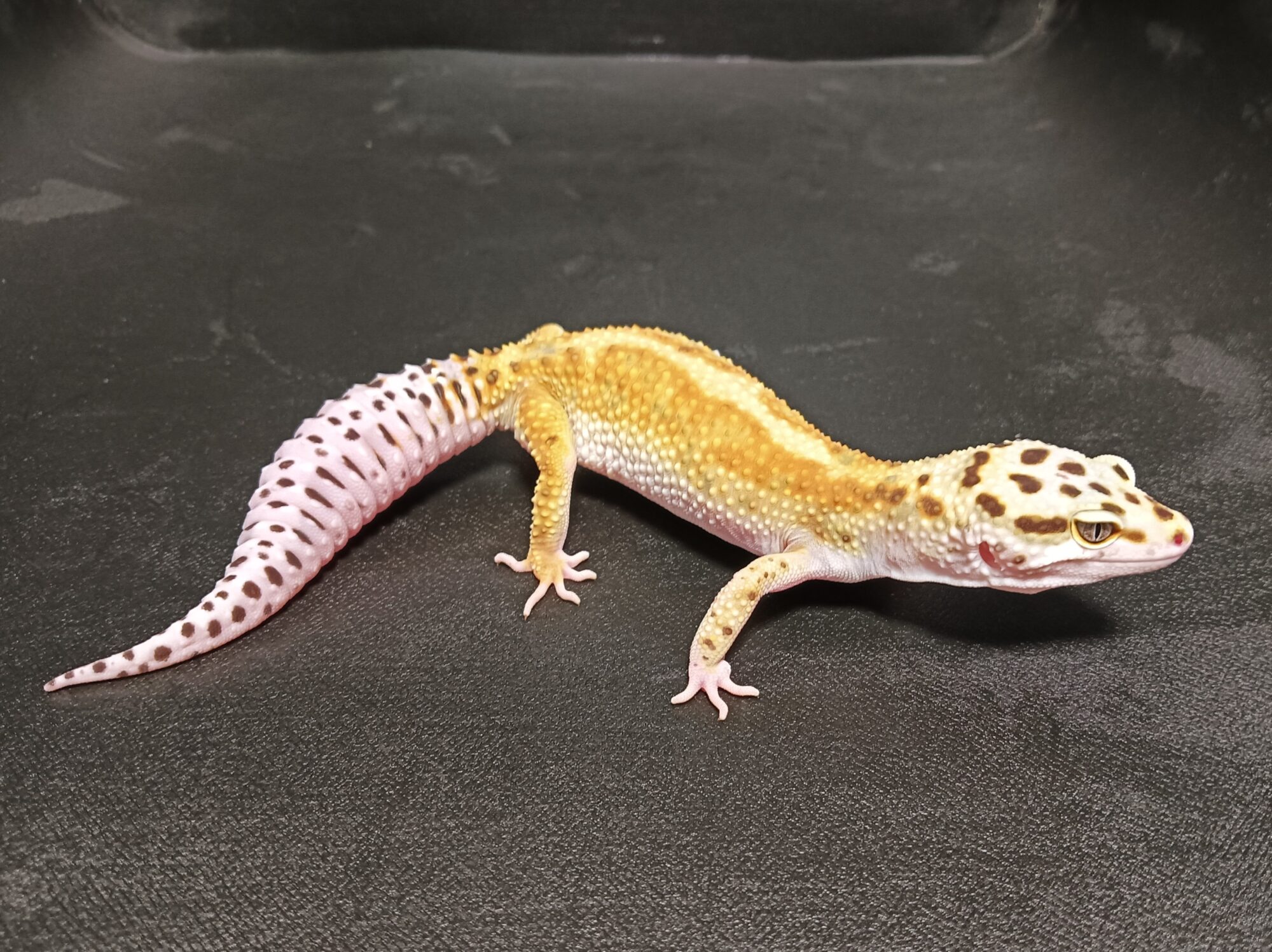 ヒョウモントカゲモドキ　販売