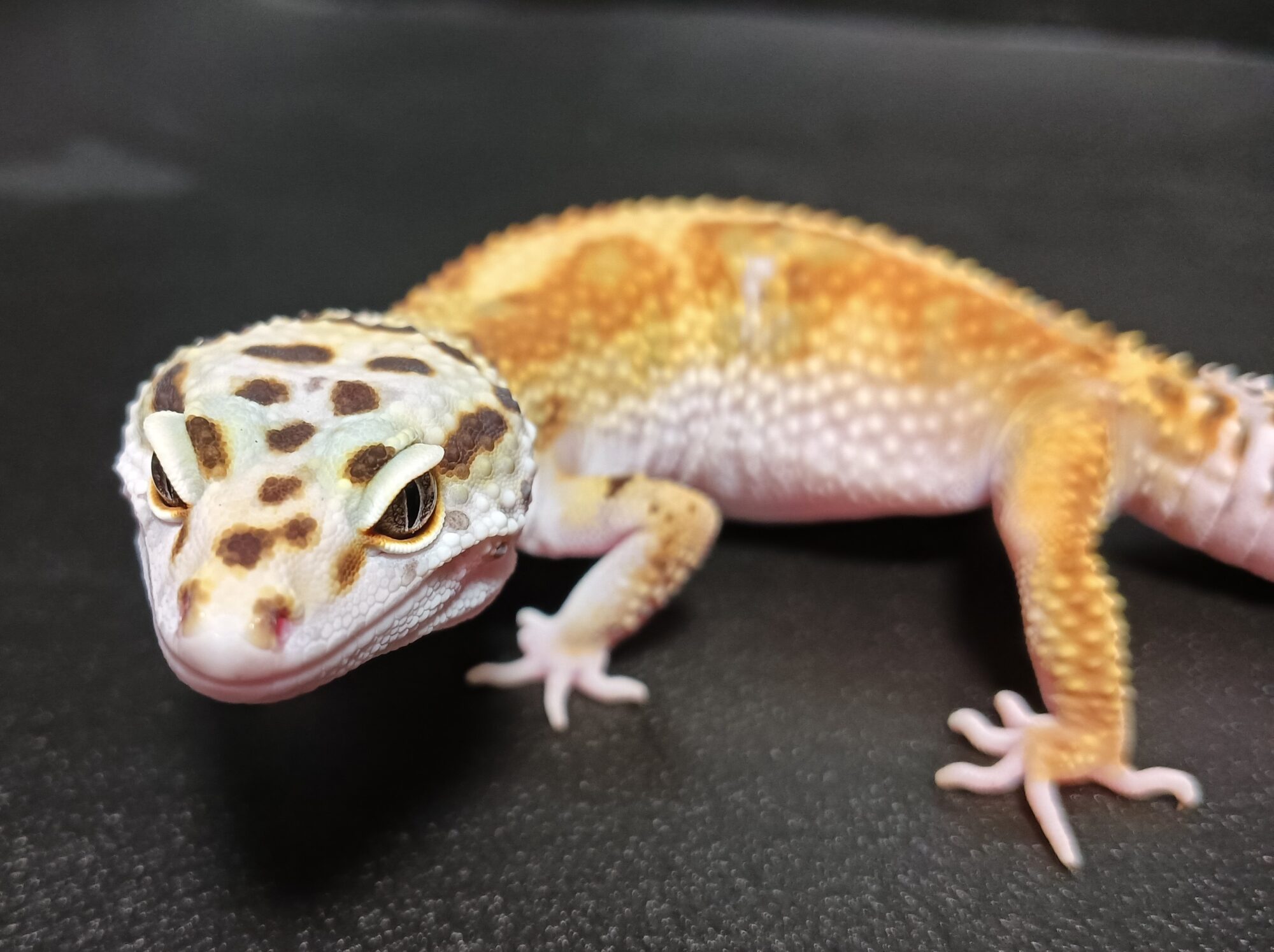 ヒョウモントカゲモドキ　販売
