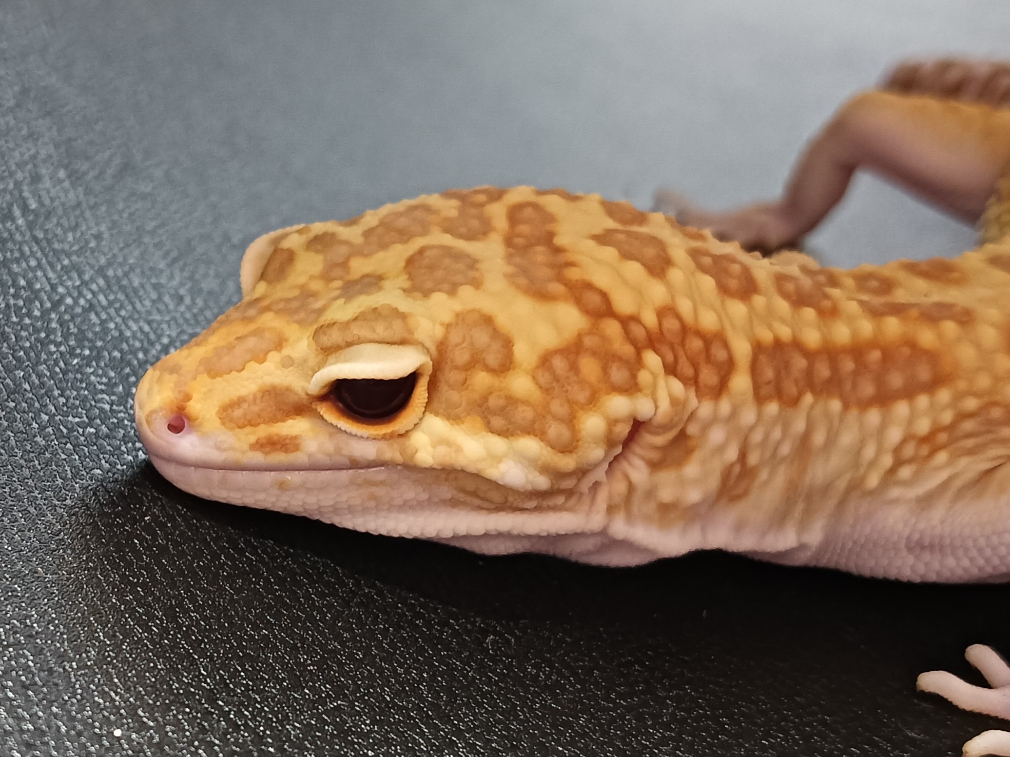 レオパ　ラプター　販売