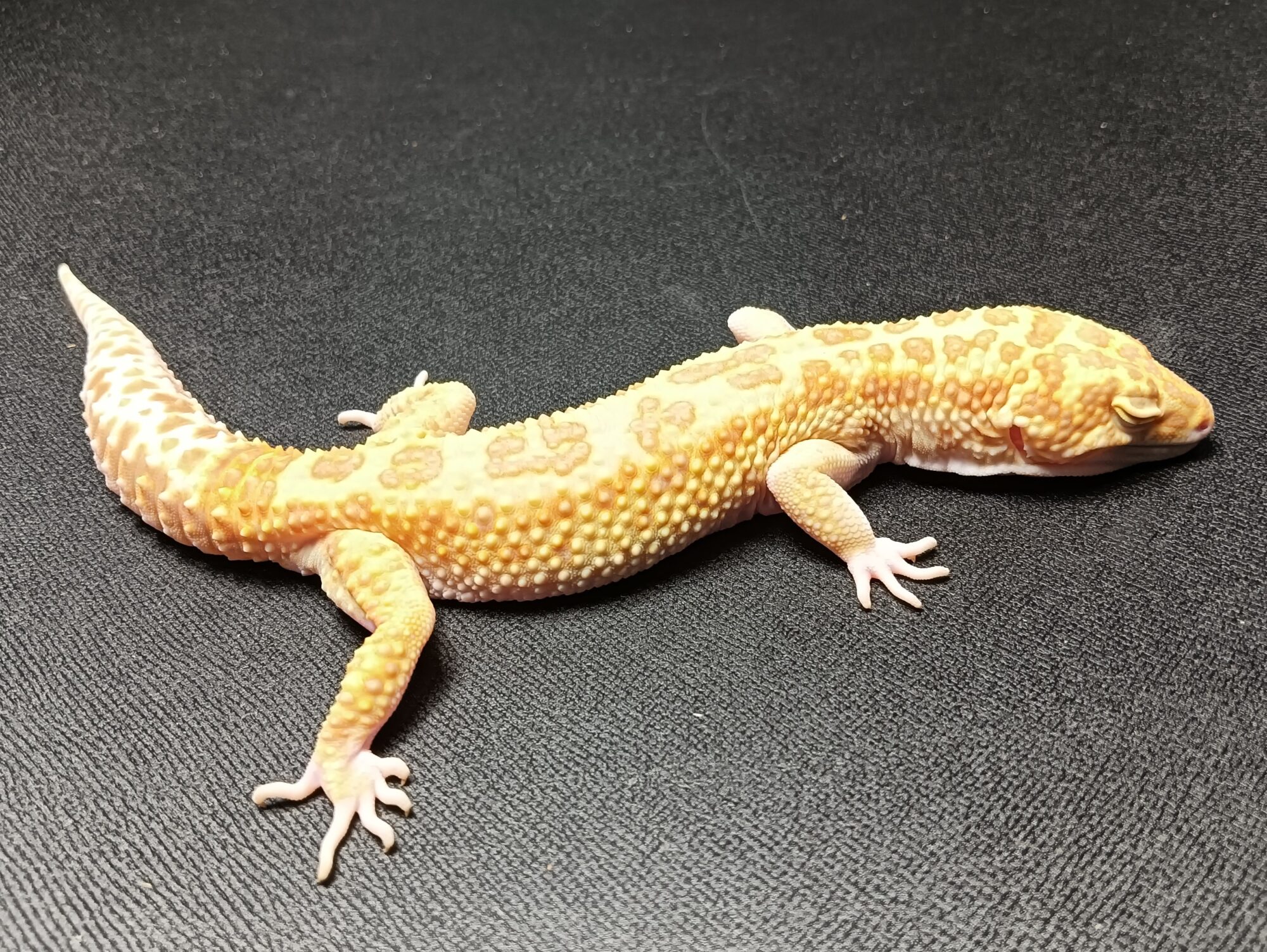 レオパ　ラプター　販売