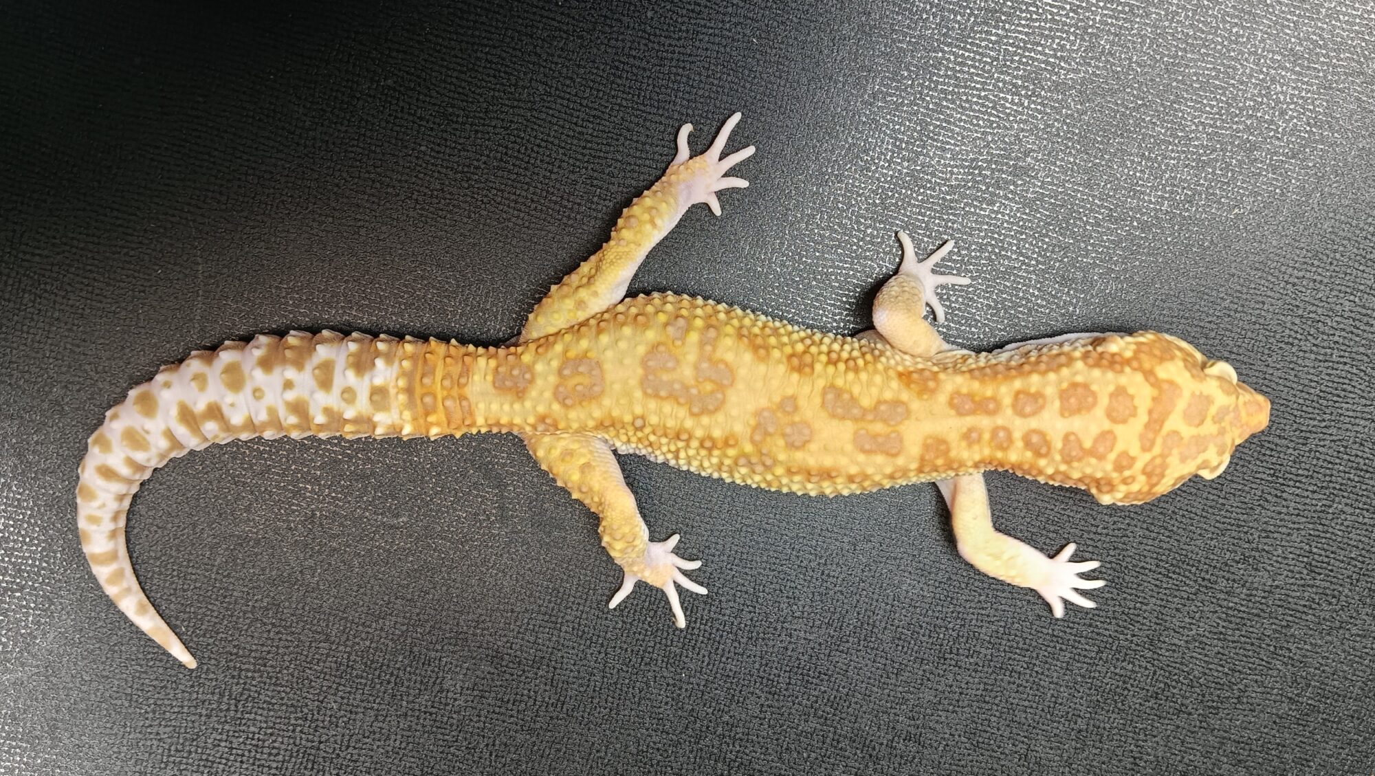 レオパ　ラプター　販売