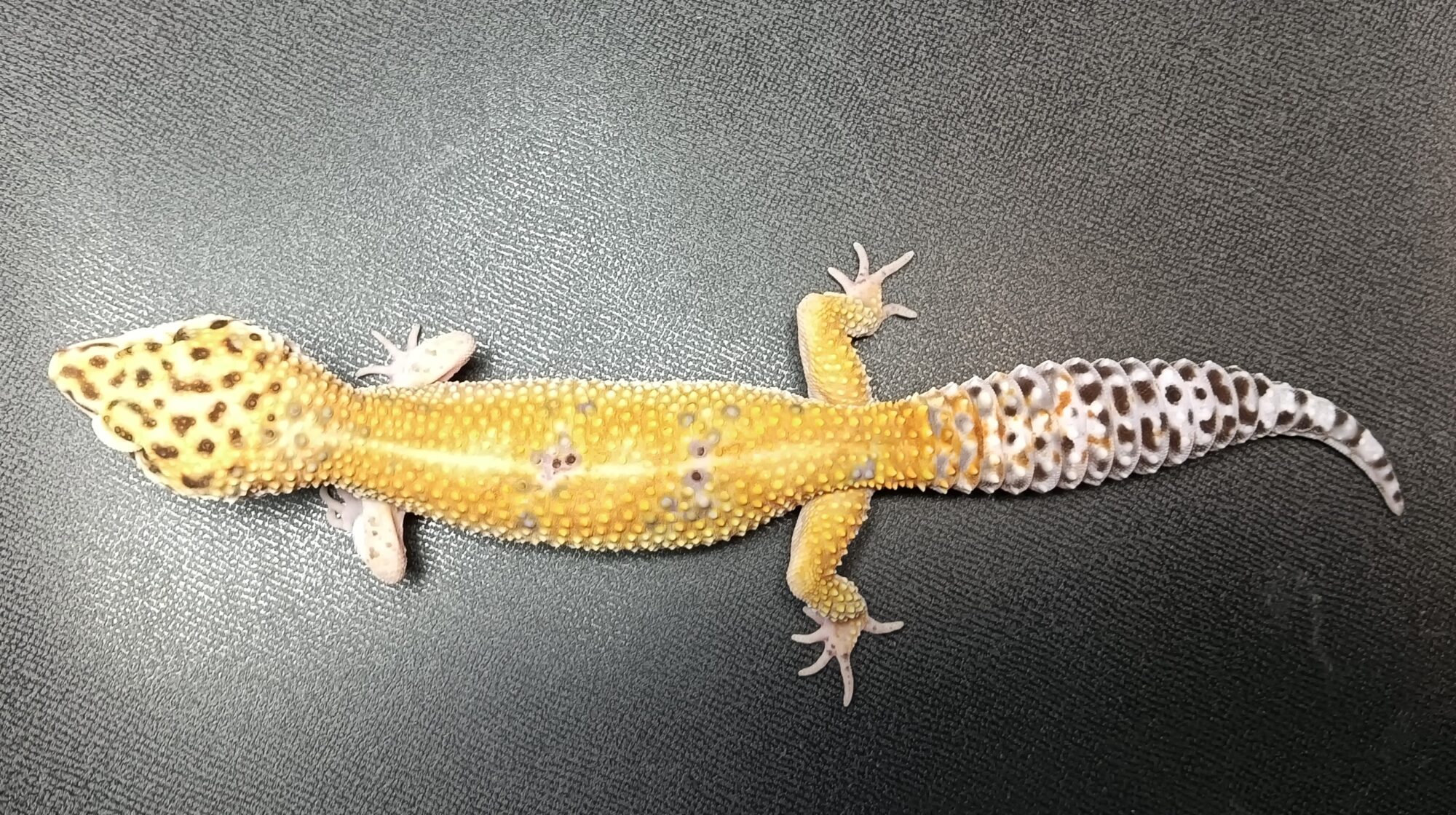 レオパ　ハイポタンジェリン　販売