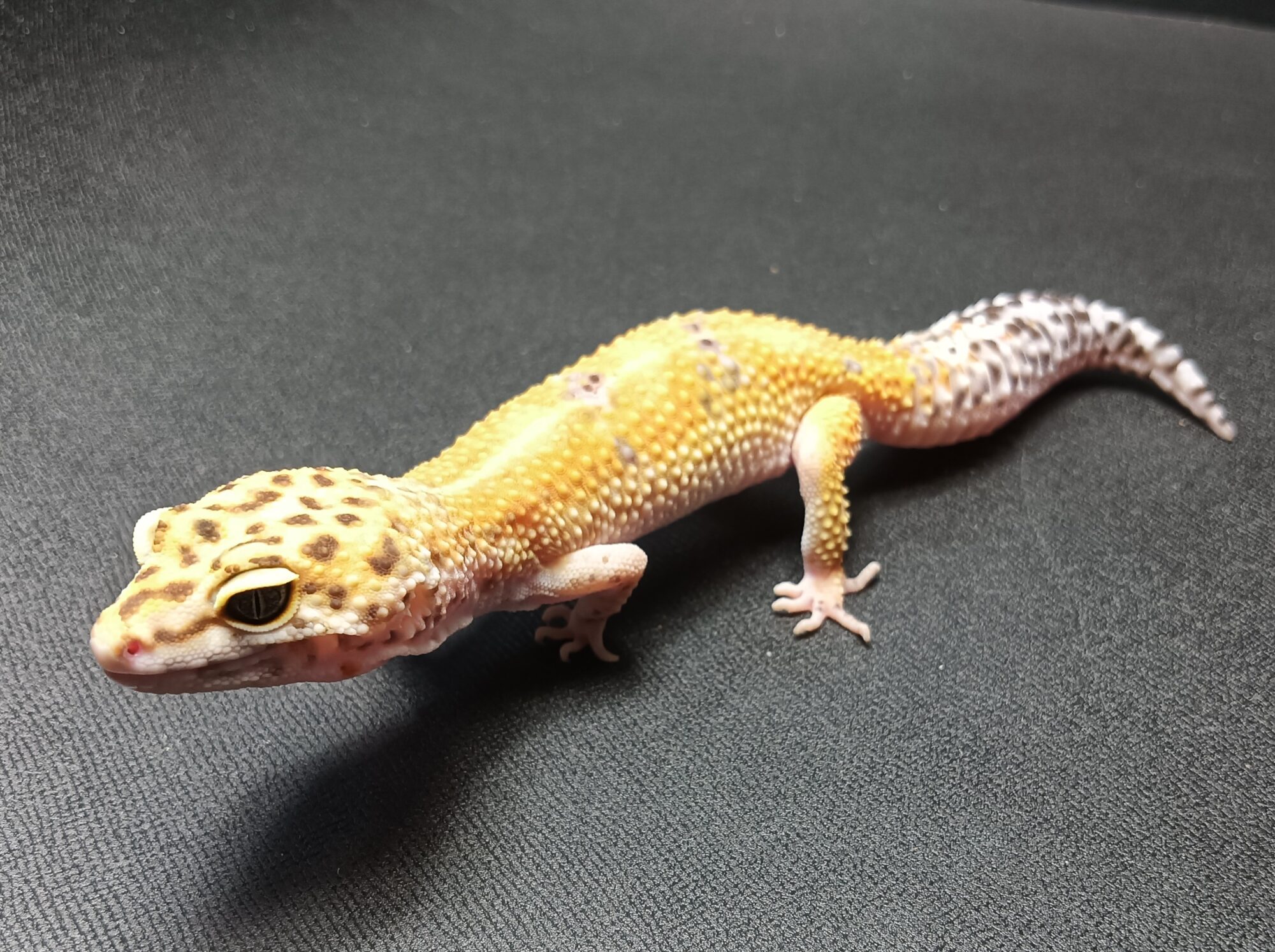 レオパ　ハイポタンジェリン　販売