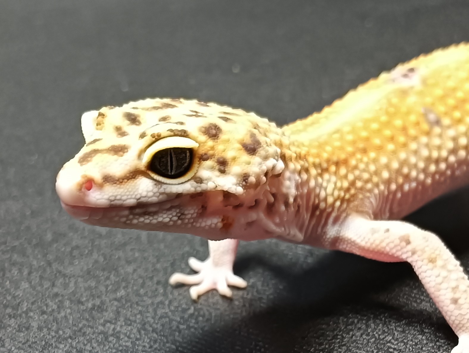 レオパ　ハイポタンジェリン　販売