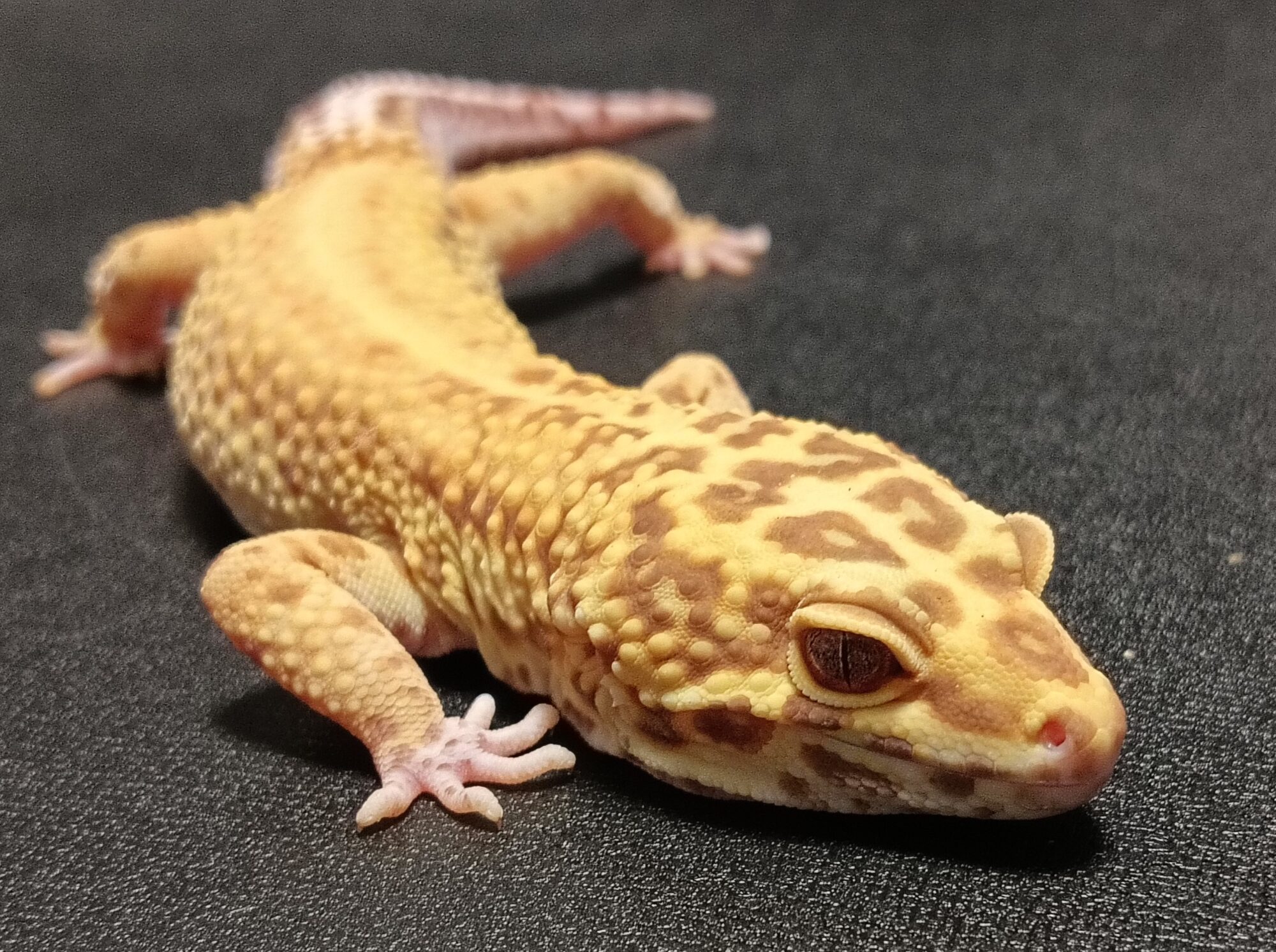 ヒョウモントカゲモドキ　販売