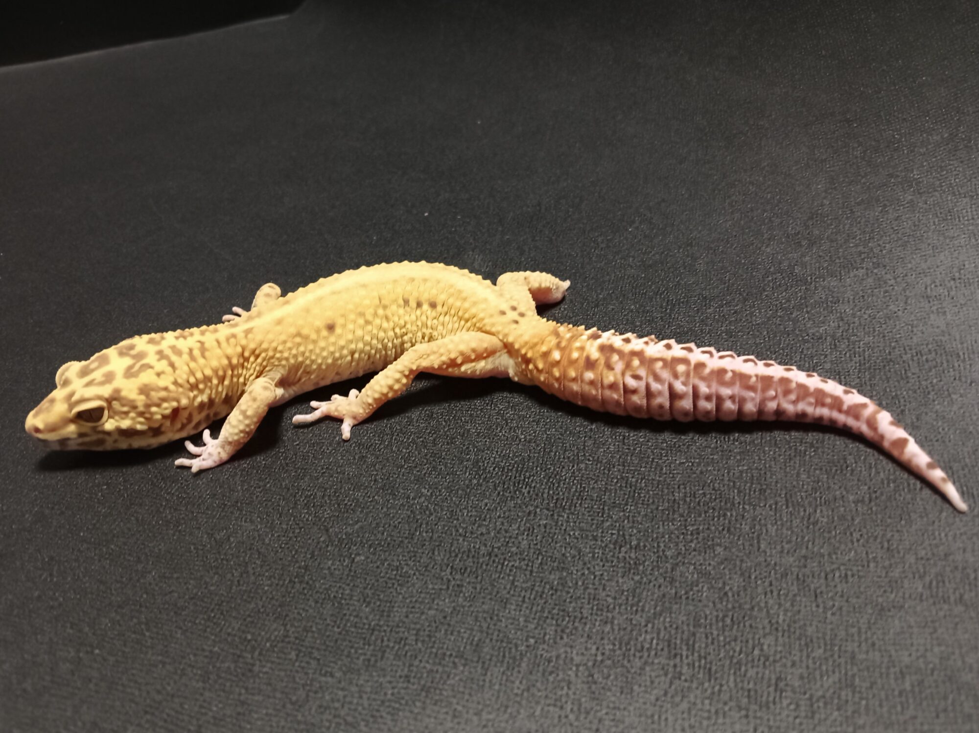 ヒョウモントカゲモドキ　販売