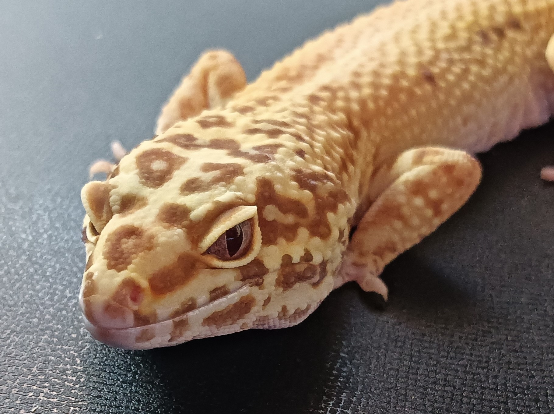 レオパ　ベルアルビノ　レッドストライプ　販売