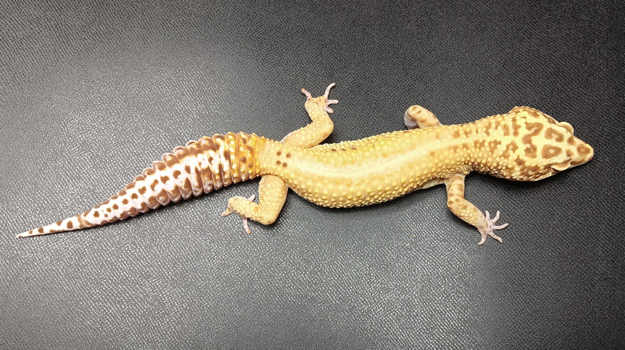 レオパ　ベルアルビノ　レッドストライプ　販売