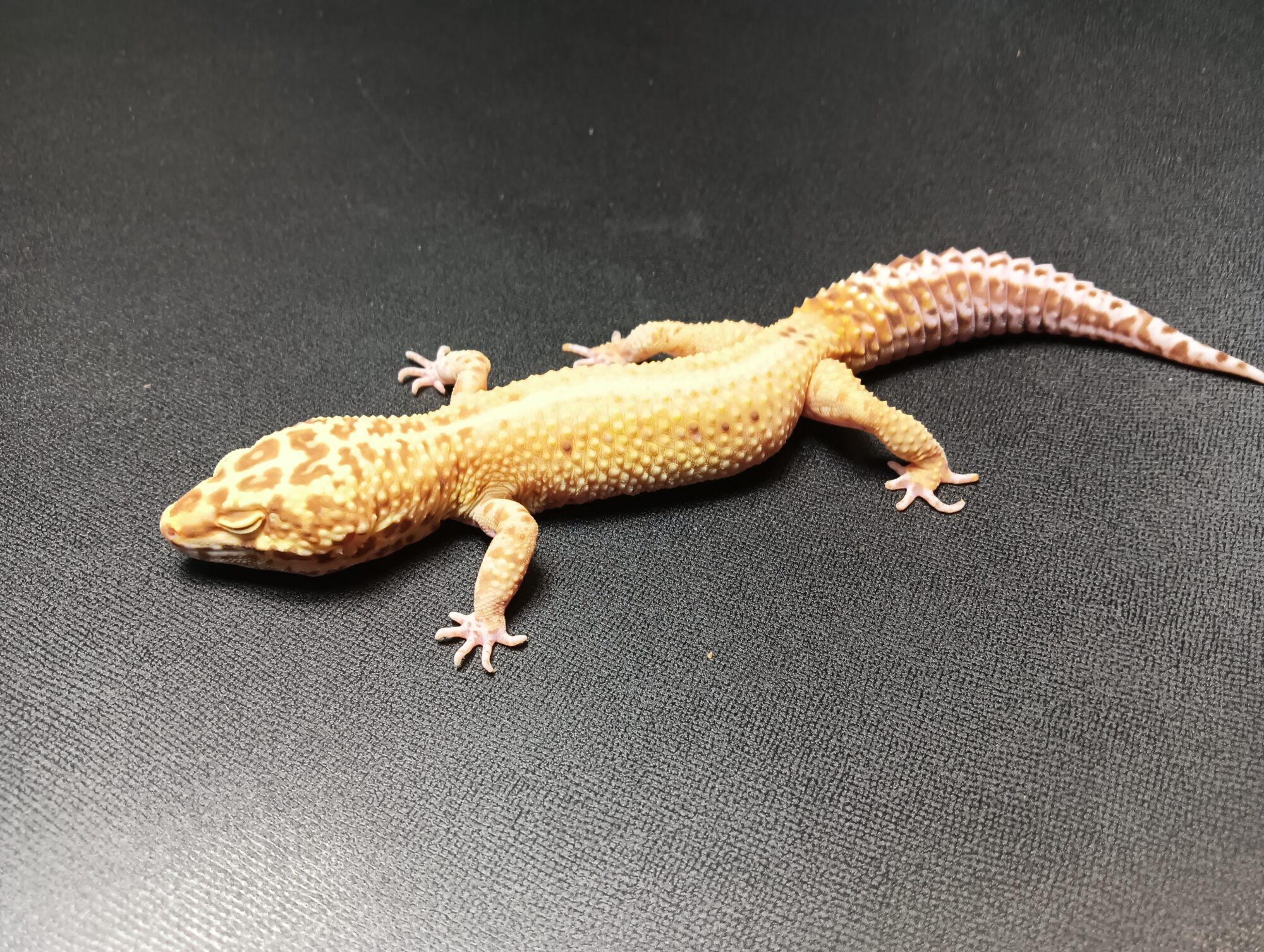 レオパ　ベルアルビノ　レッドストライプ　販売