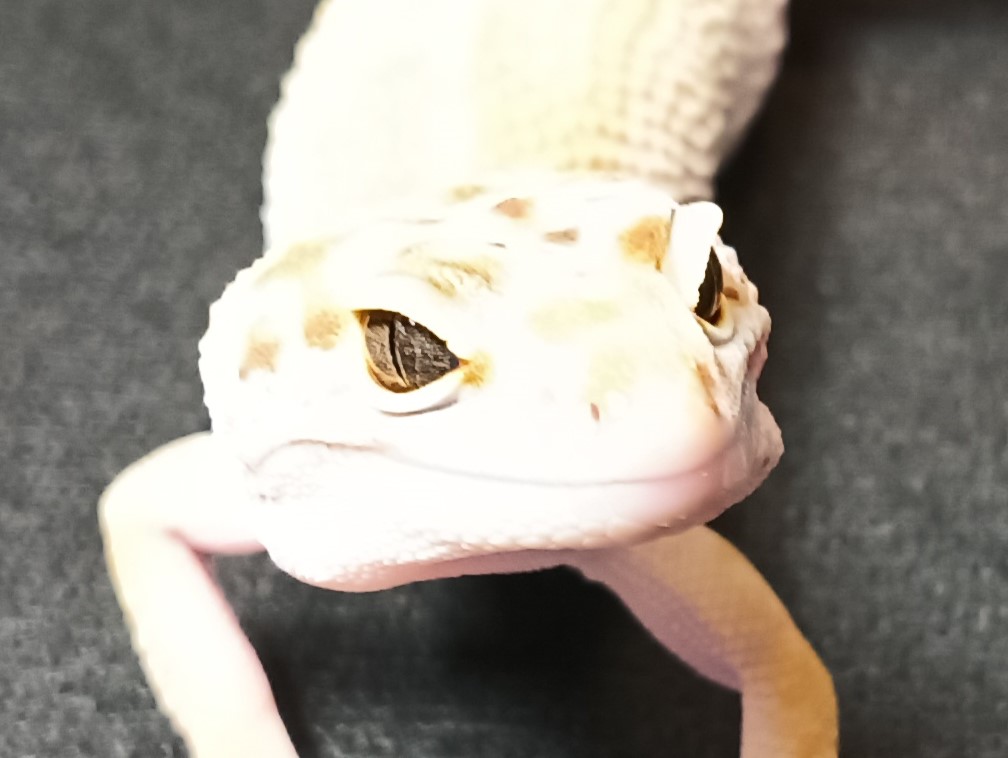 ヒョウモントカゲモドキ　HTA3725