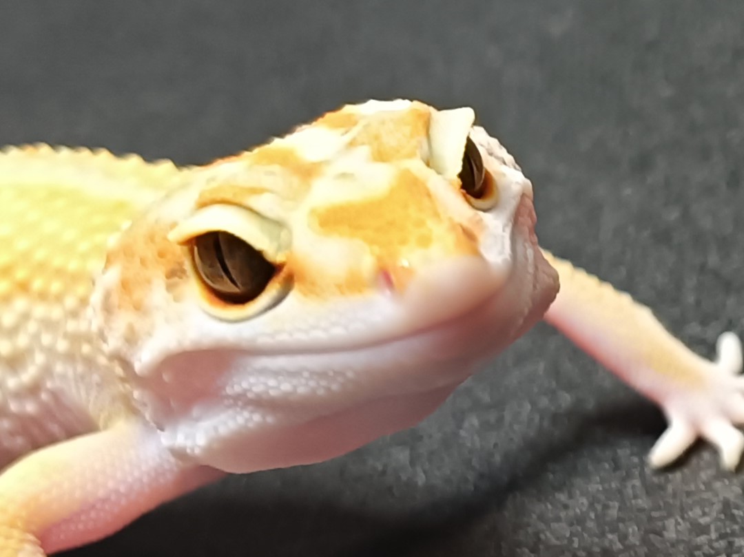 ヒョウモントカゲモドキ　HTA3825